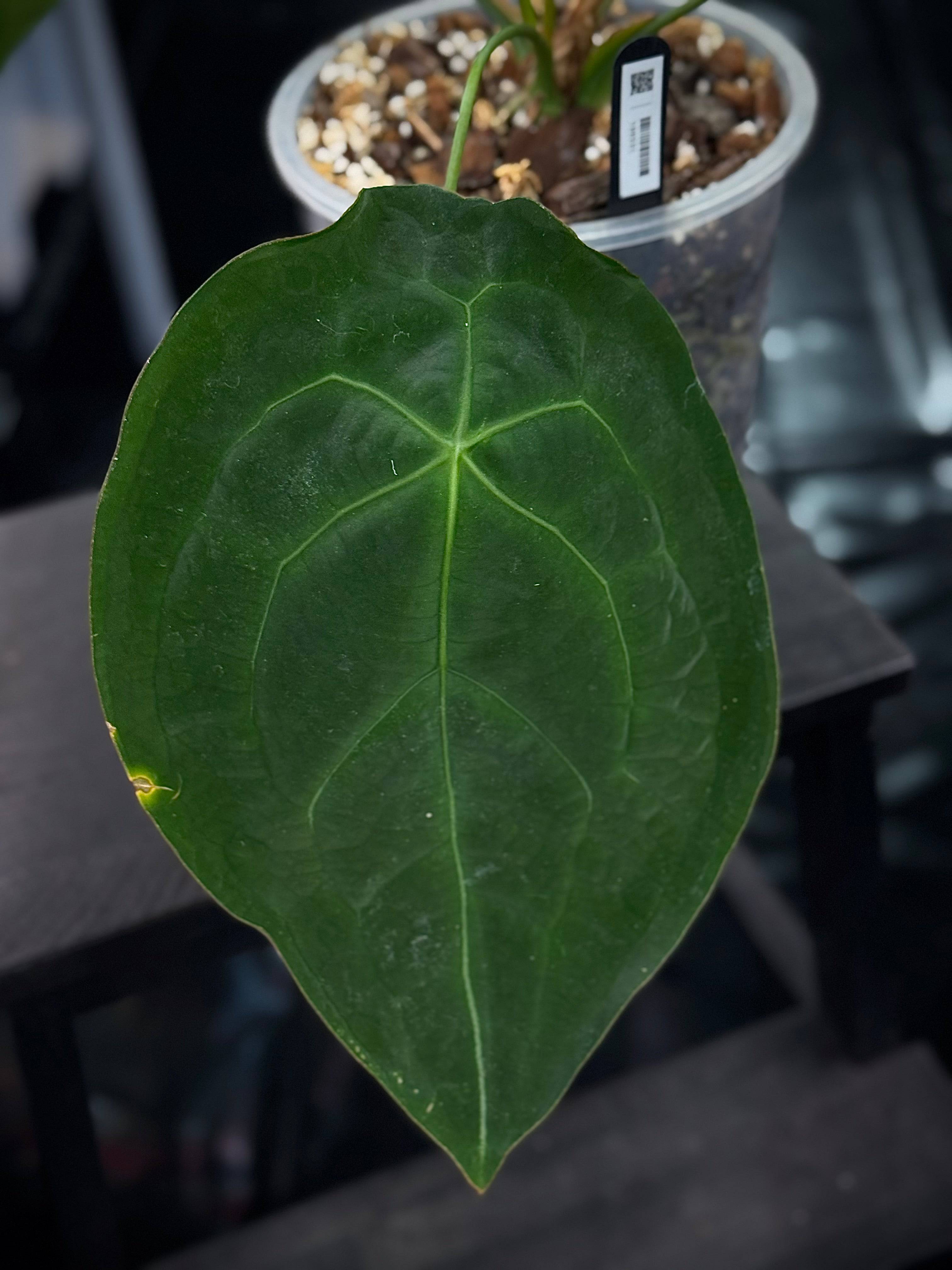 NFS: Anthurium Forgetii Dark Form #2 - SMUKHI
