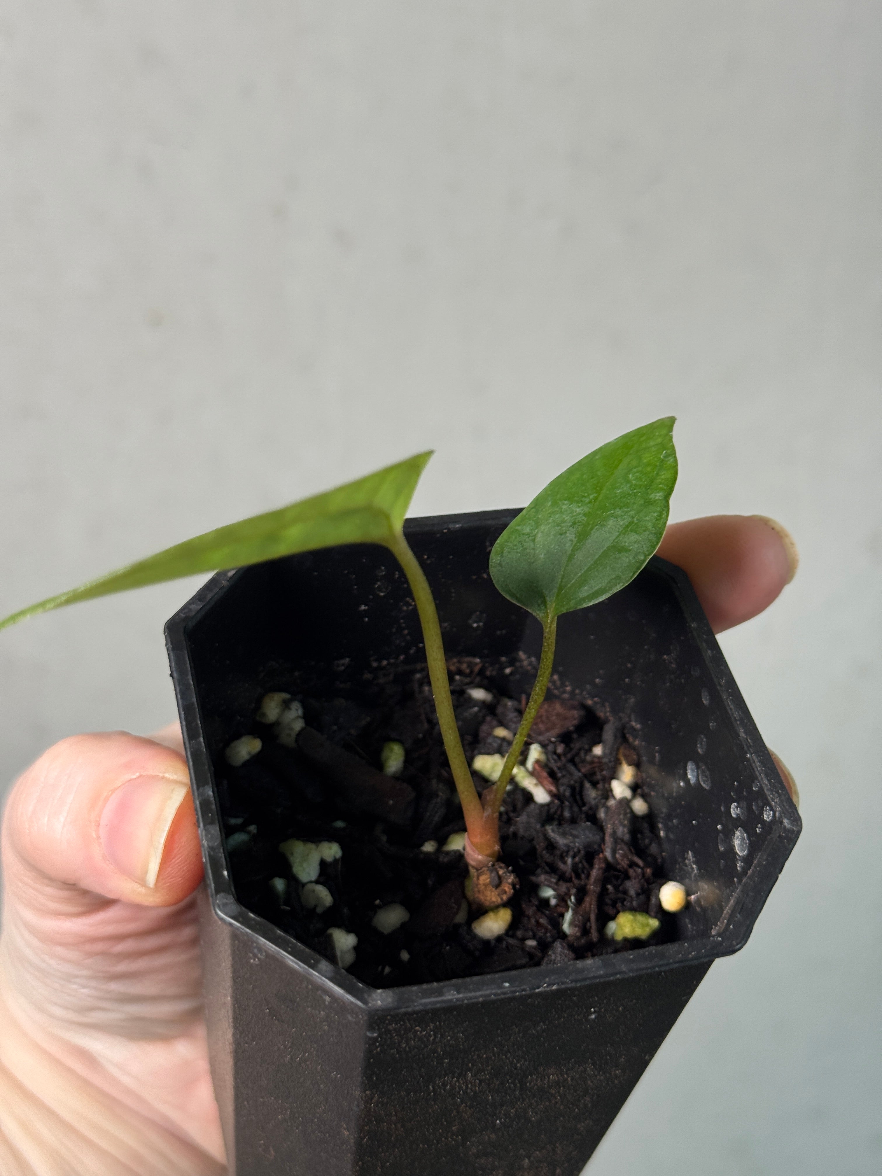 Anthurium Ace of Spades Dark Form x Portillae ‘Dorito’ - Clone - SMUKHI