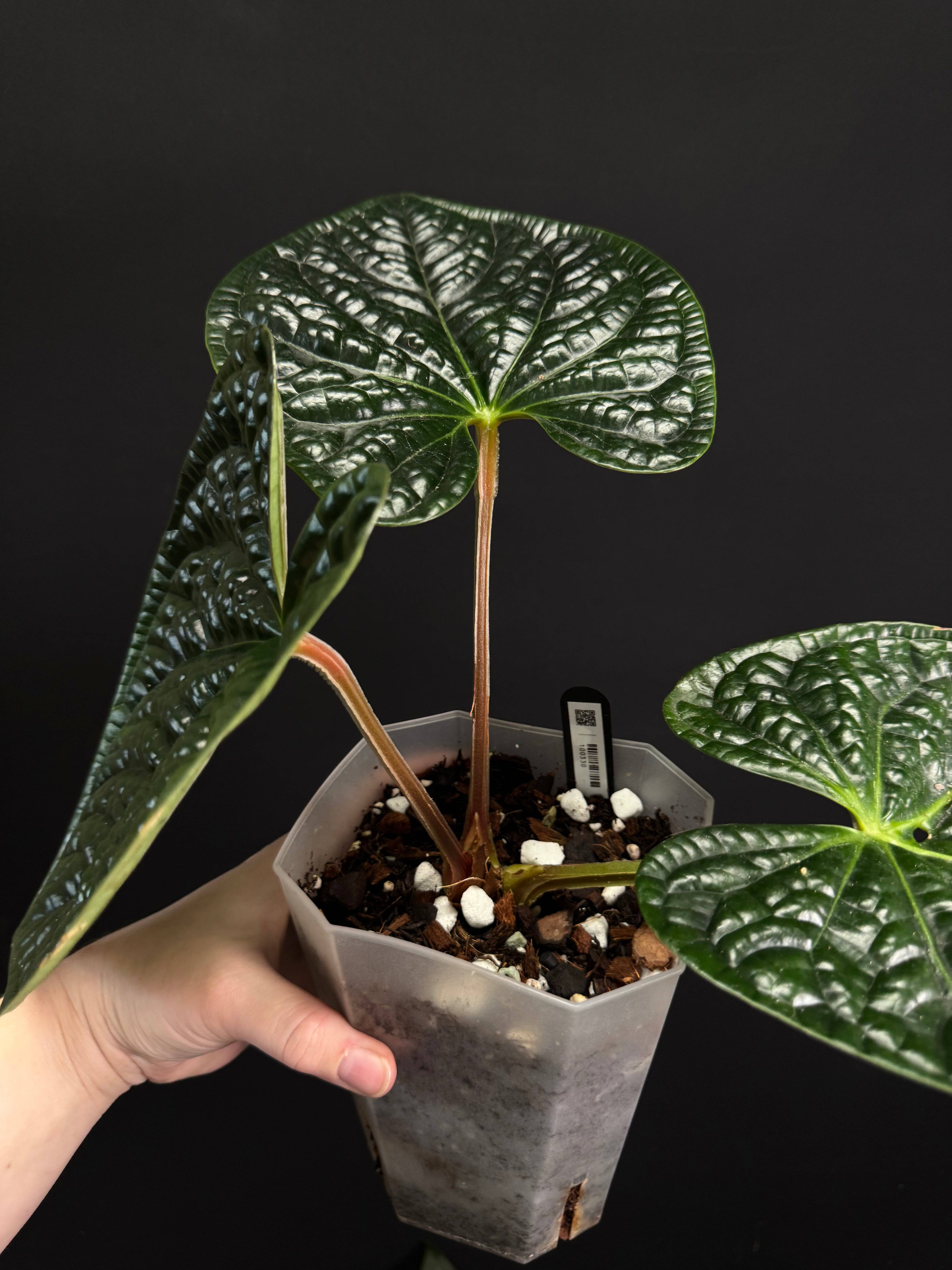 その他観葉植物 Anthurium cf. luxurians Anthurium luxurians | Welovetropicalplants