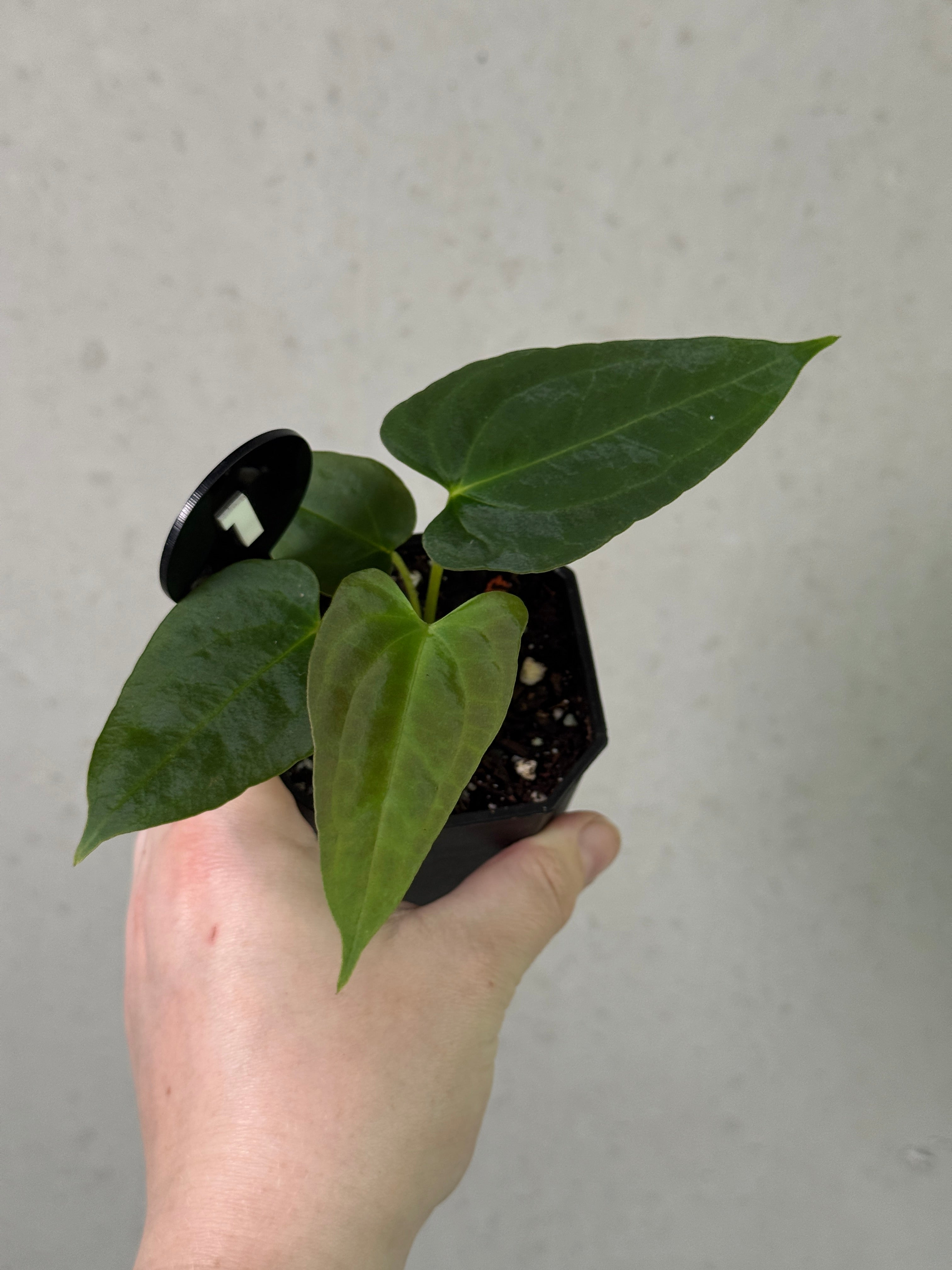 Crystallinaminum Anthurium 'Shadow Reaper' plant with dark green and black foliage, tropical houseplant in a pot.