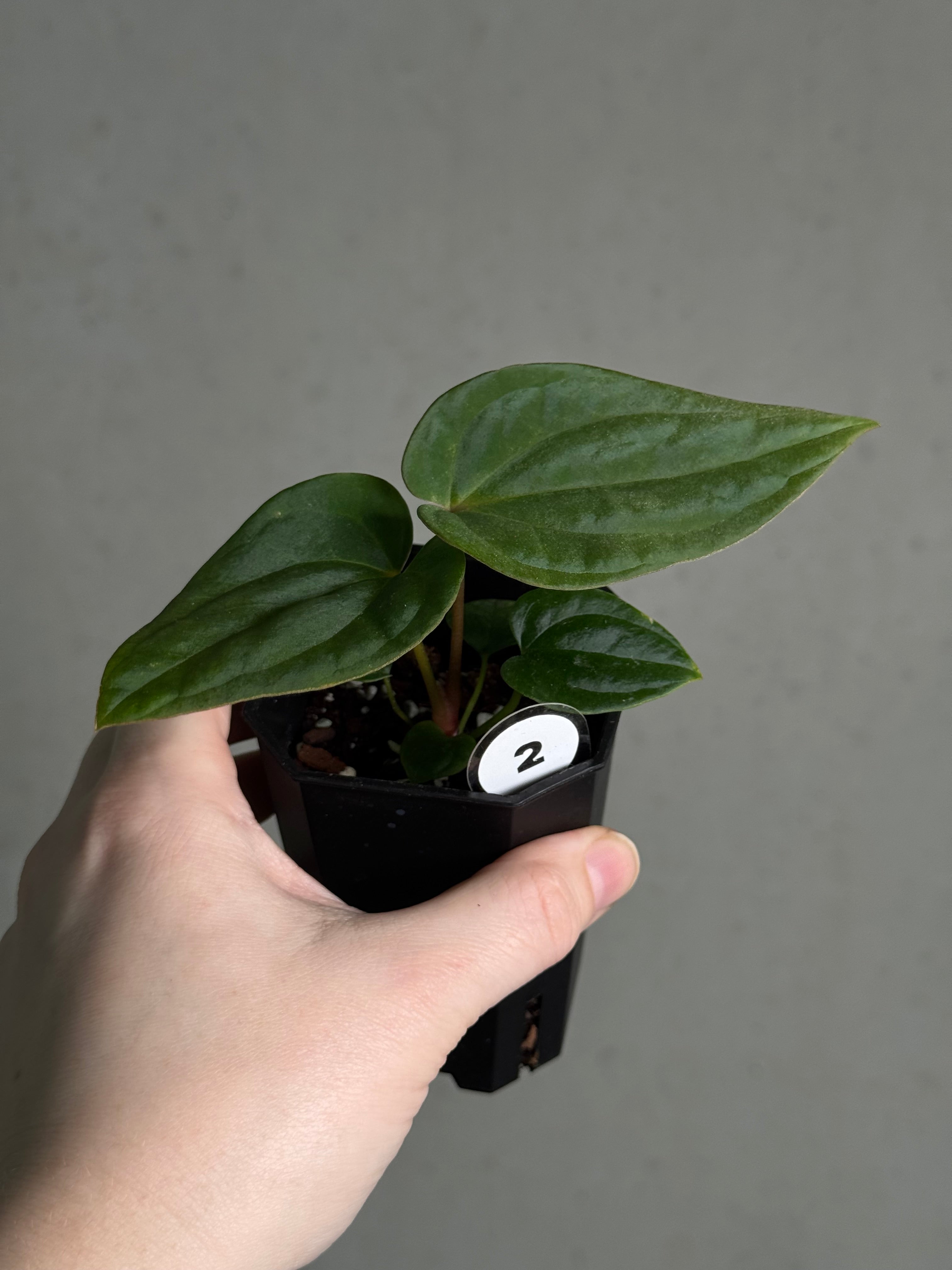 Anthurium BVEP ('Oliver' x self) x (‘Round' x 'Felix') - SMUKHI