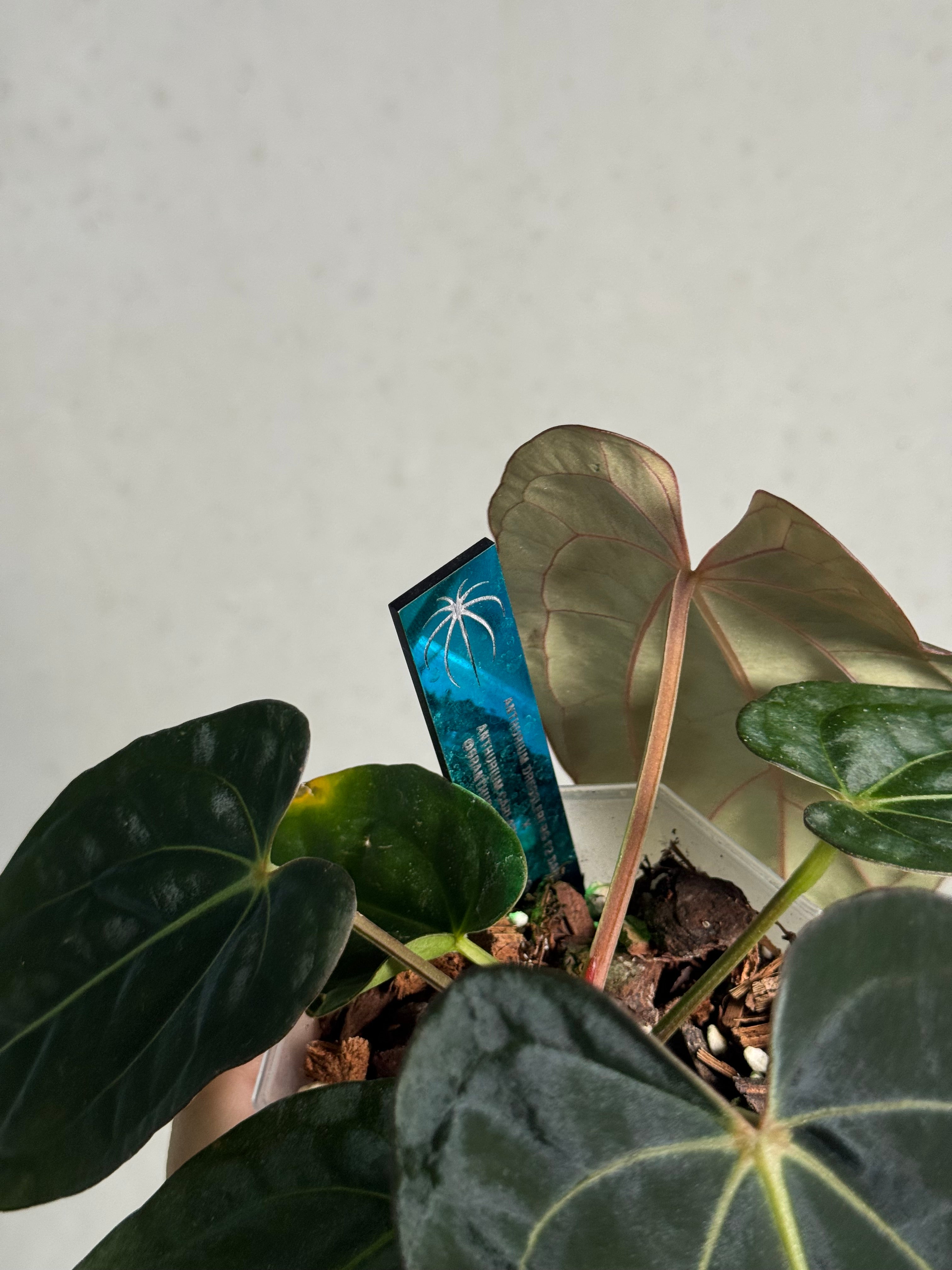 Anthurium Dressleri RG F2 ‘Dark Clone’ x Carlablackiae GPH-001 - SMUKHI