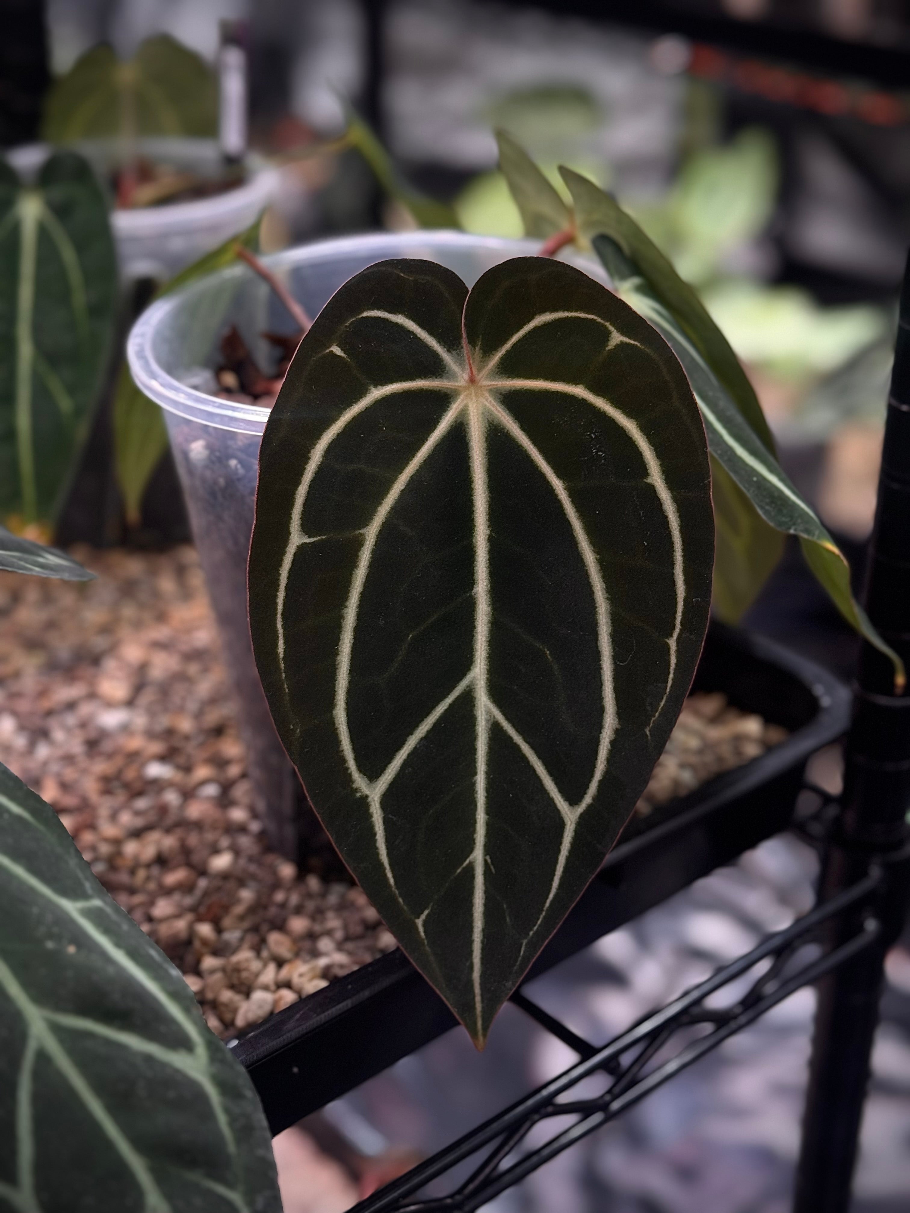 NFS: Anthurium Carlablackiae RA4 x PM1