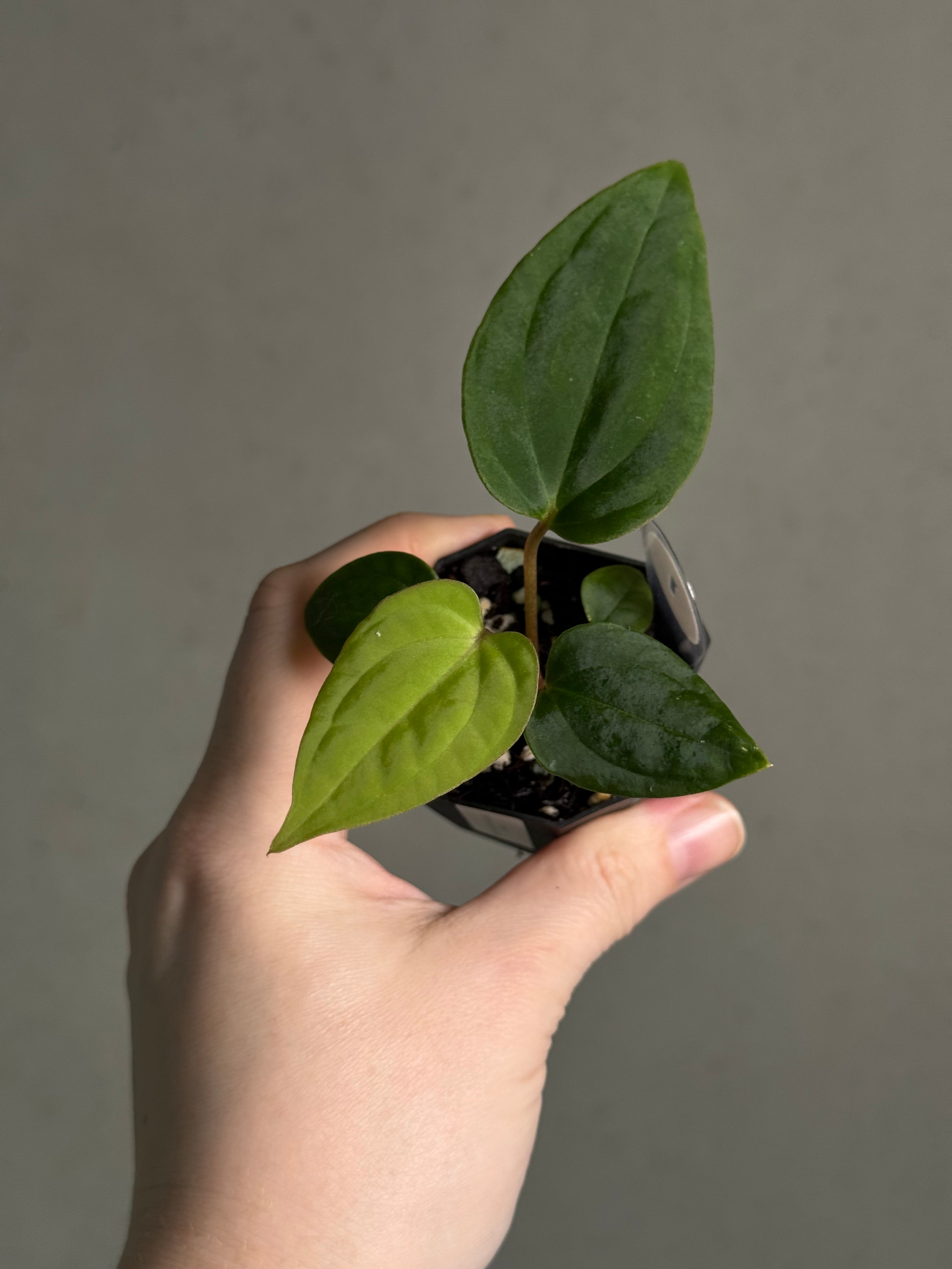 Anthurium BVEP ('Oliver' x self) x (‘Round' x 'Felix') - SMUKHI