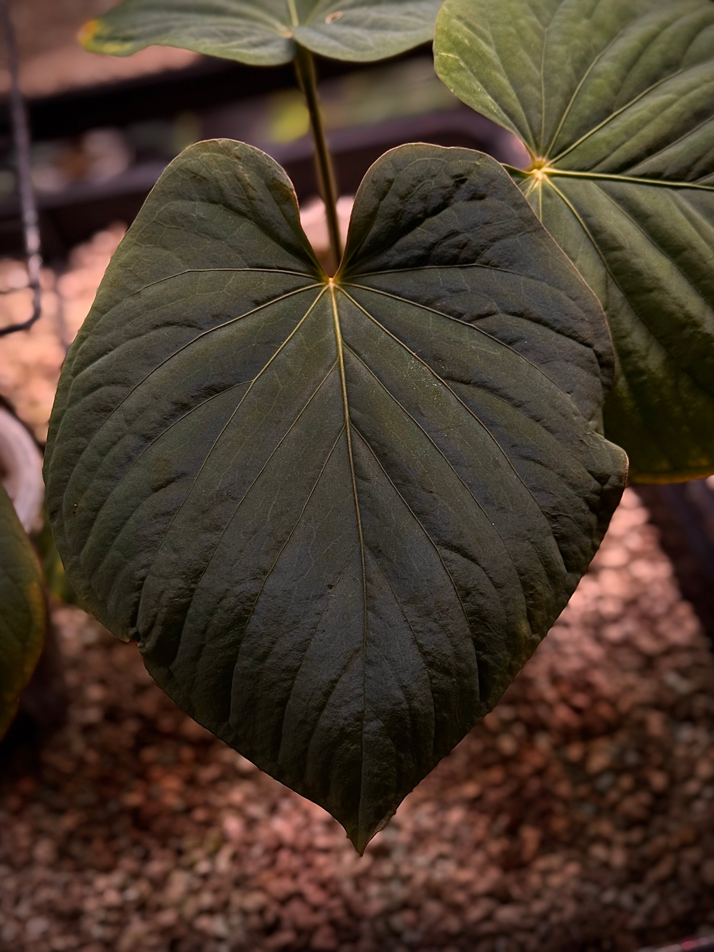 NFS: Anthurium Kunayalense PM5 x PM3