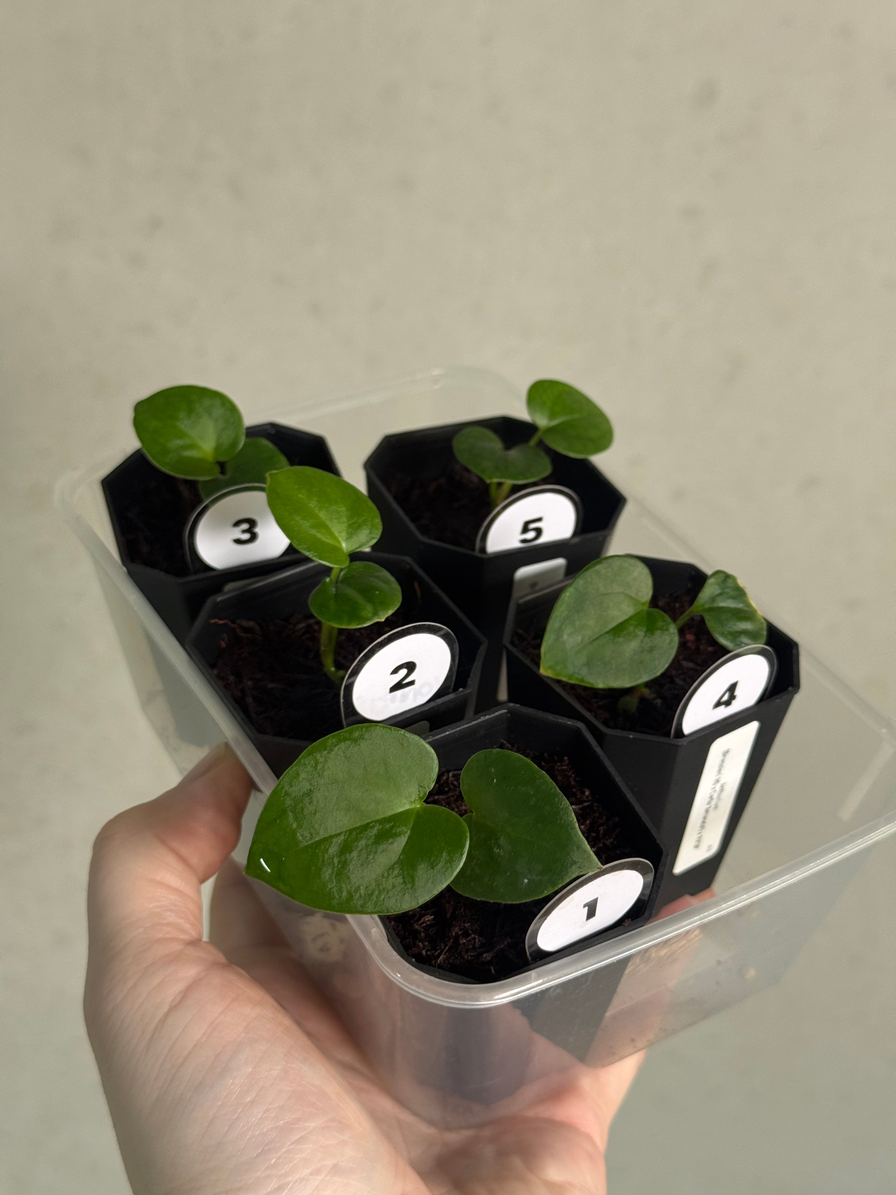 Anthurium (Dressleri RG x Carlablackiae ‘Amanda’) x RVDP - SMUKHI