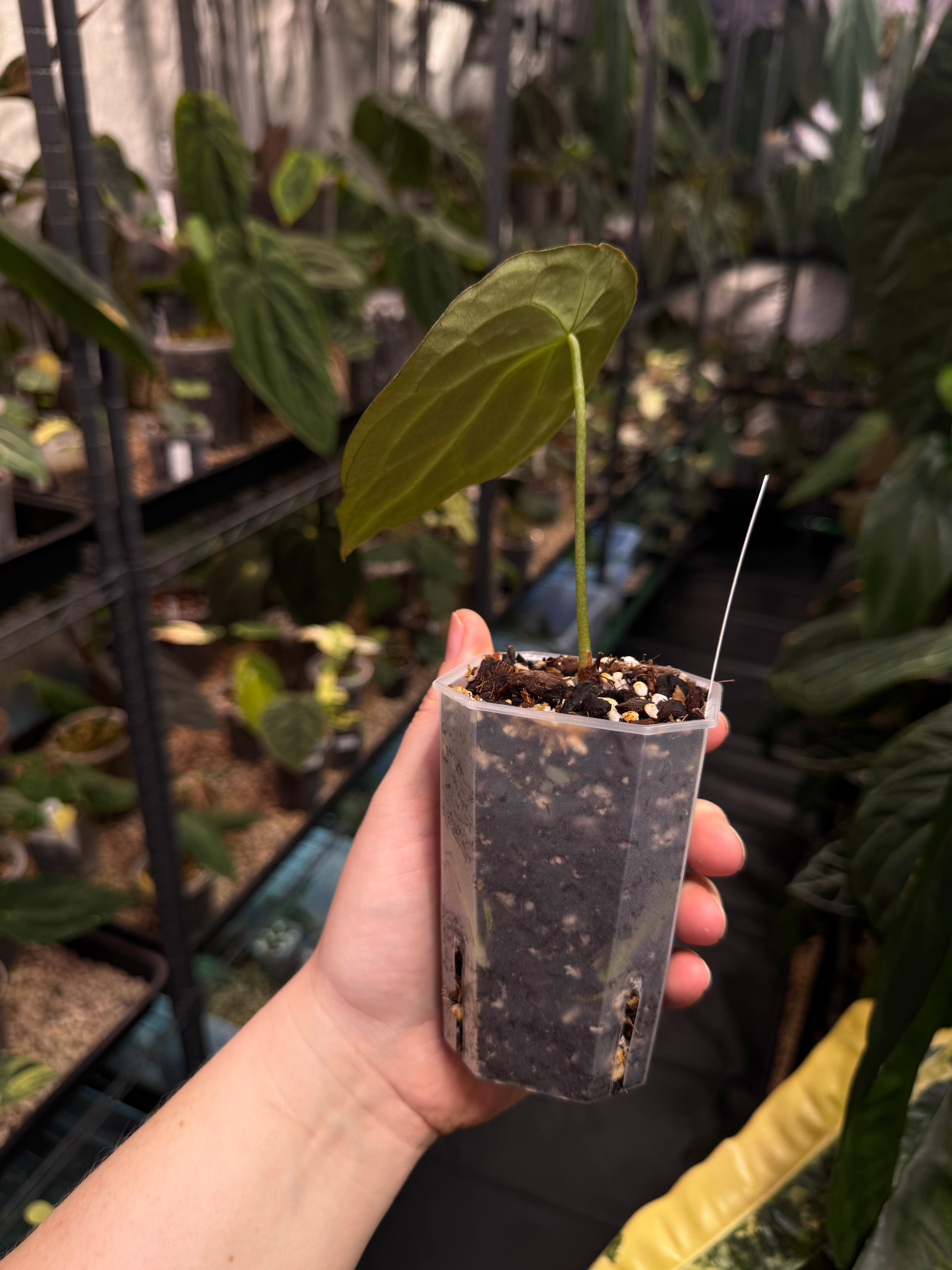 Anthurium Forgetii (x) - Various plants