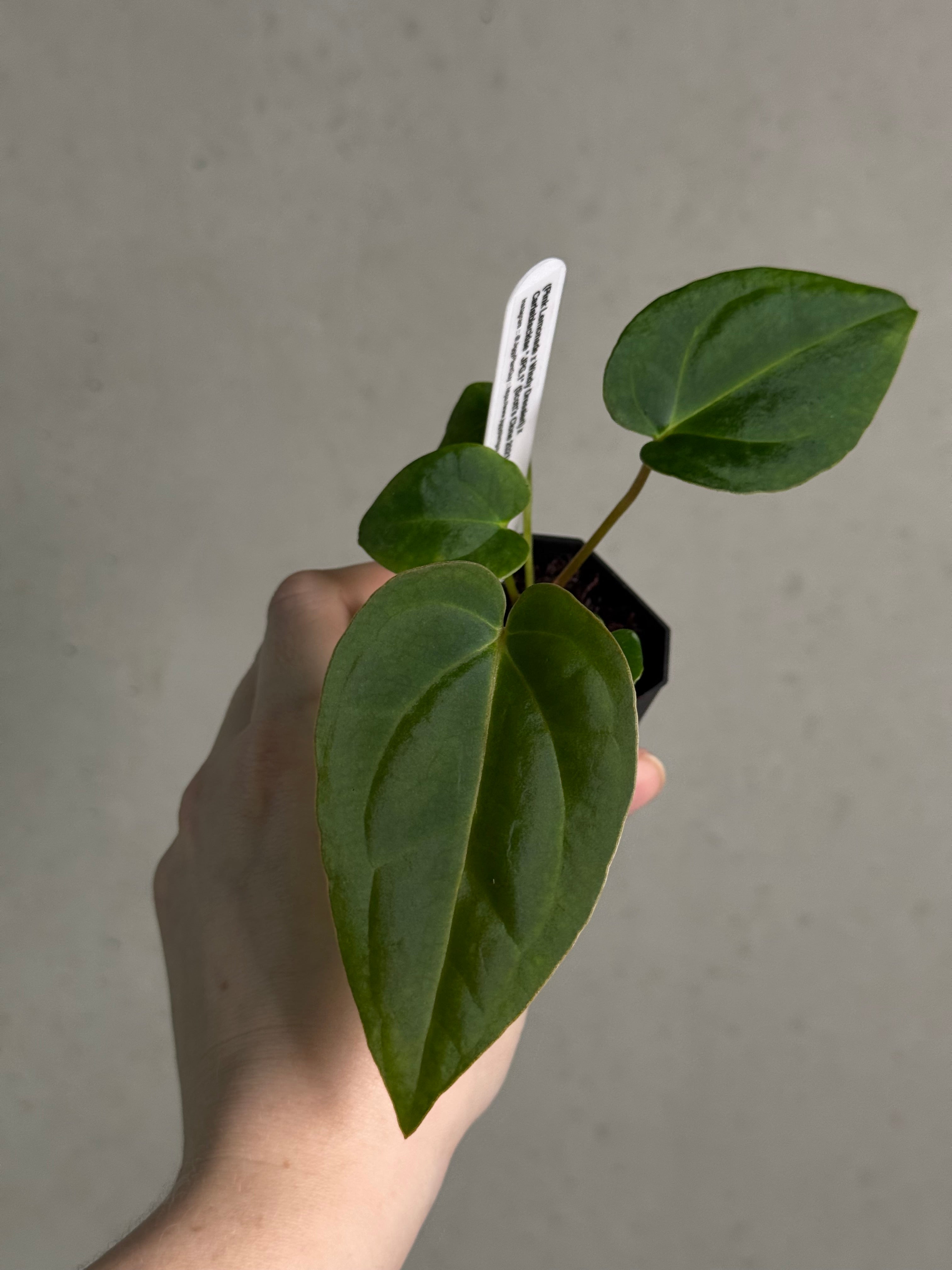 Anthurium (‘Pink Lemonade’ x Windy Dressleri) x Carlablackiae JPG.1