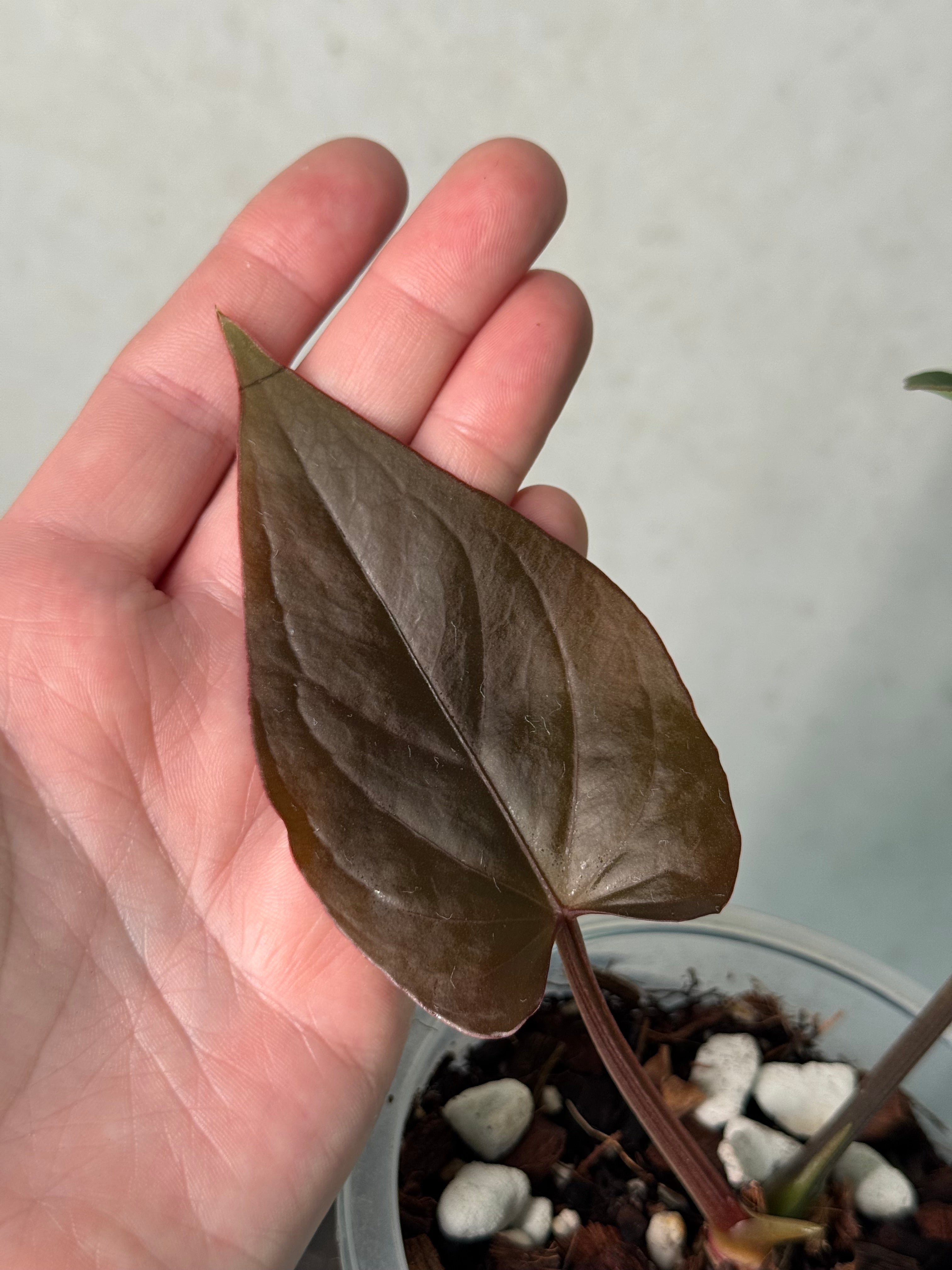 Anthurium Dressleri Eastern Form - Pre-order