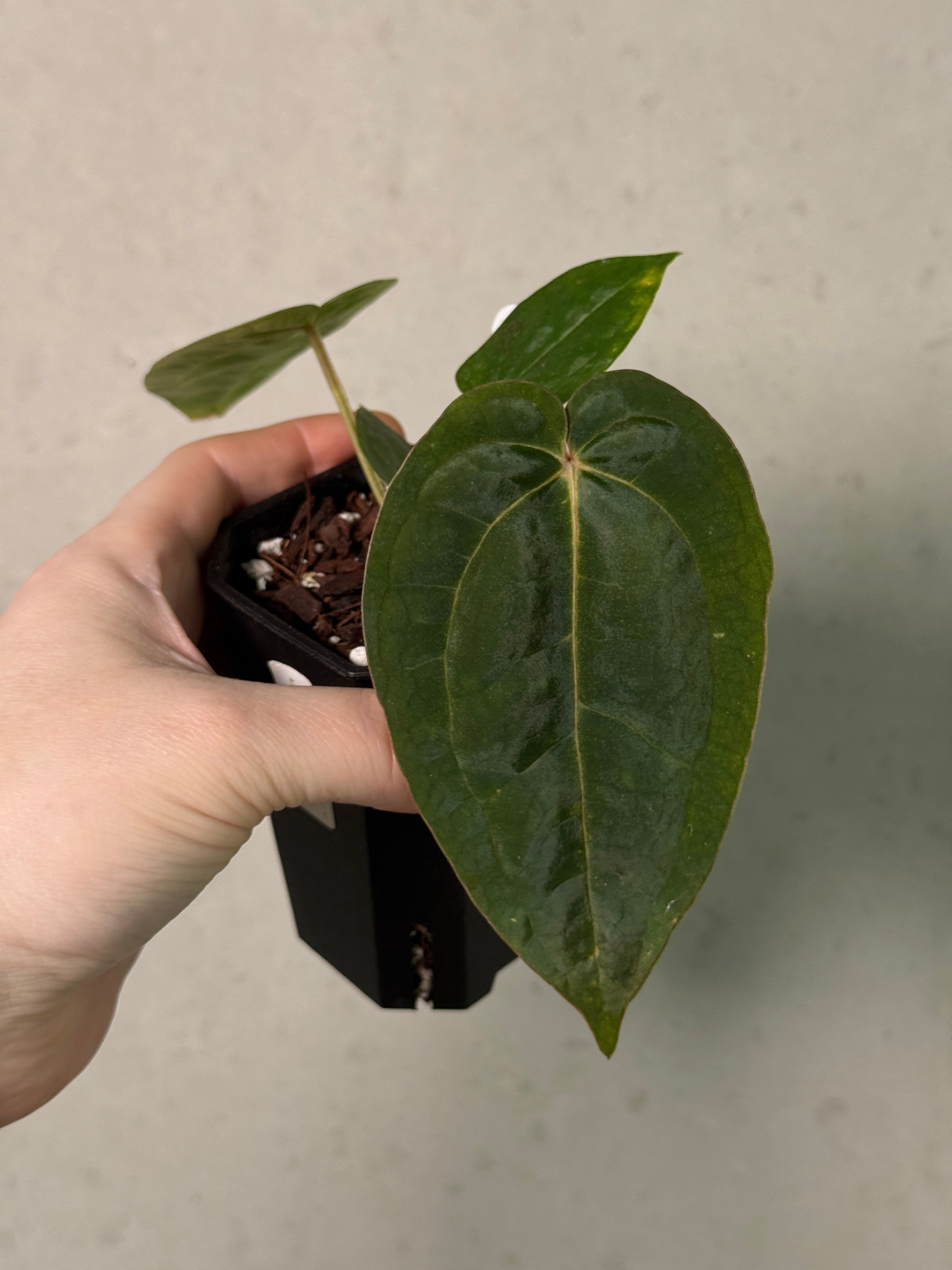 Anthurium Michelle x Papillilaminum ‘Guna Yala’