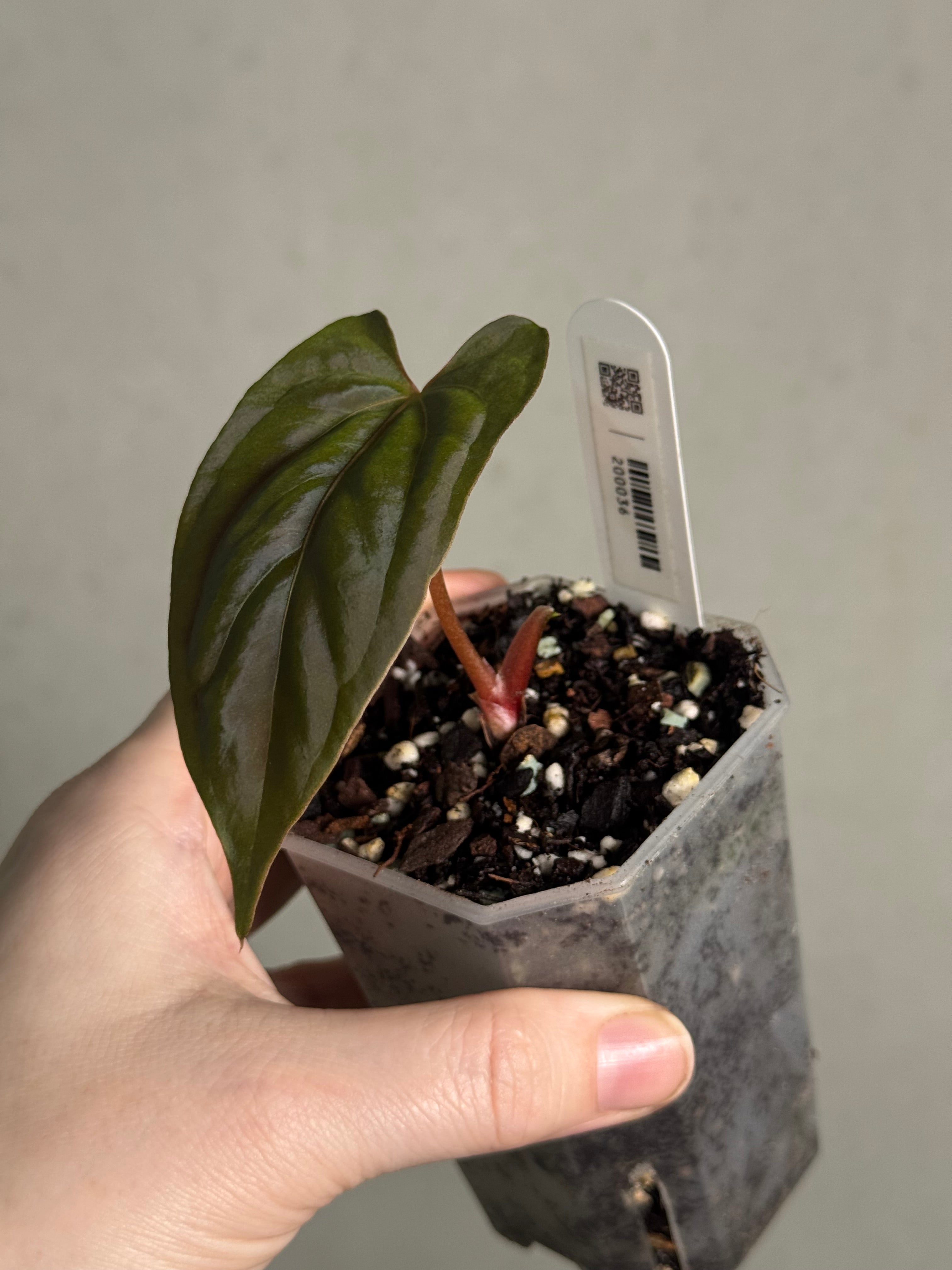 Anthurium Fort Sherman - Clone - Pre-order - SMUKHI