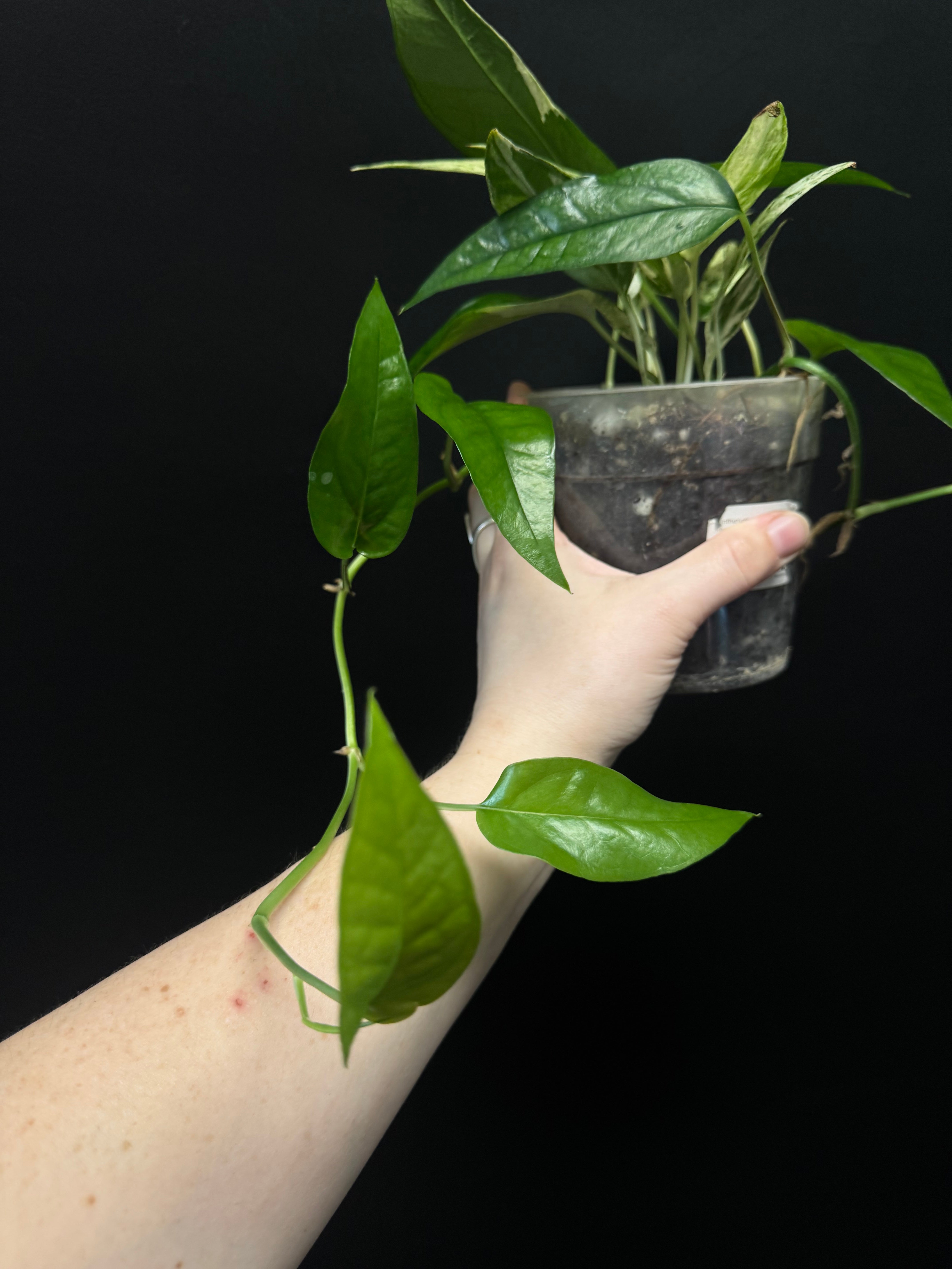 Clearance Sale -50% off - Various plants