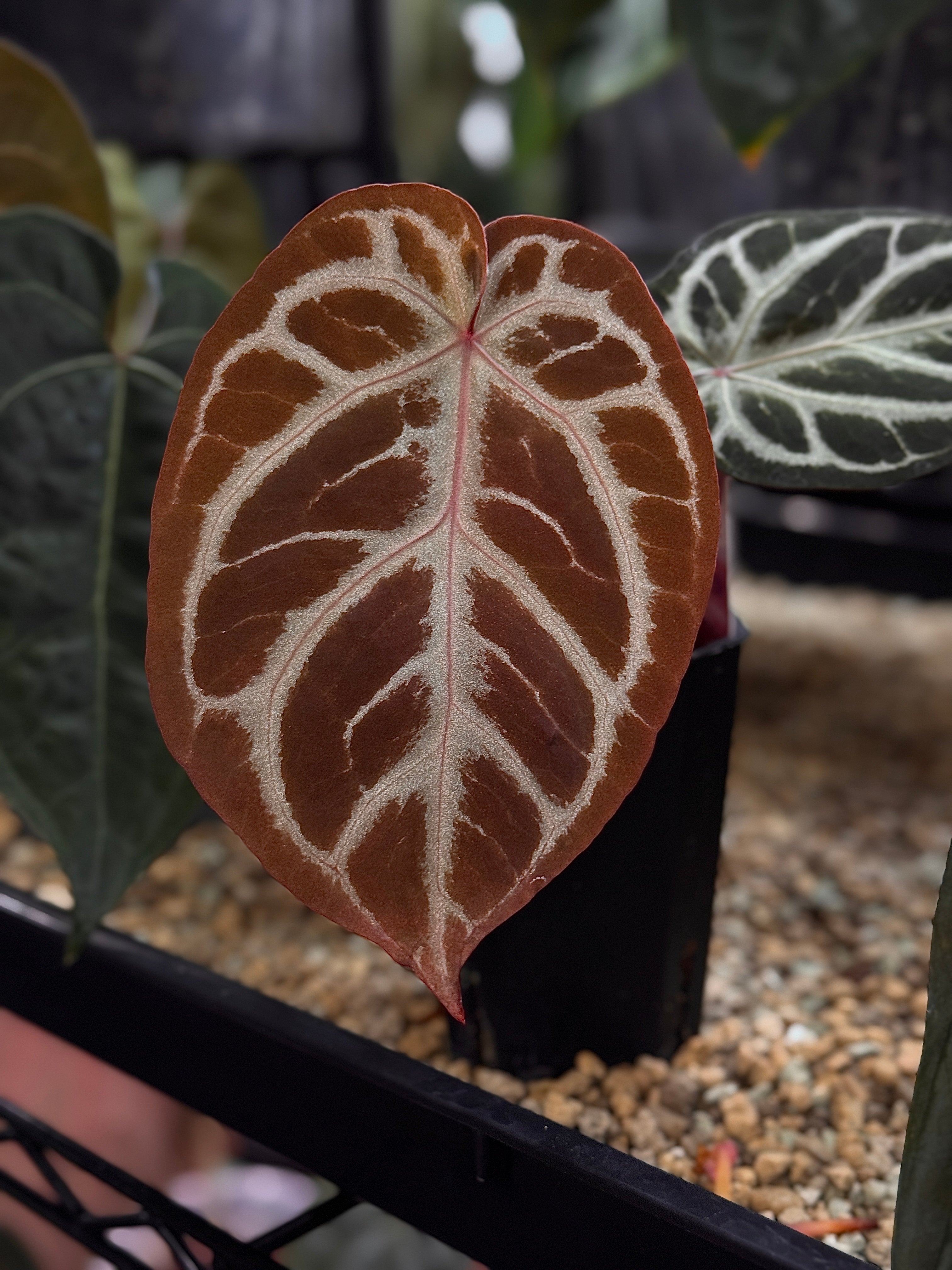NFS: Anthurium Red Crystal Blush '2' x '1'