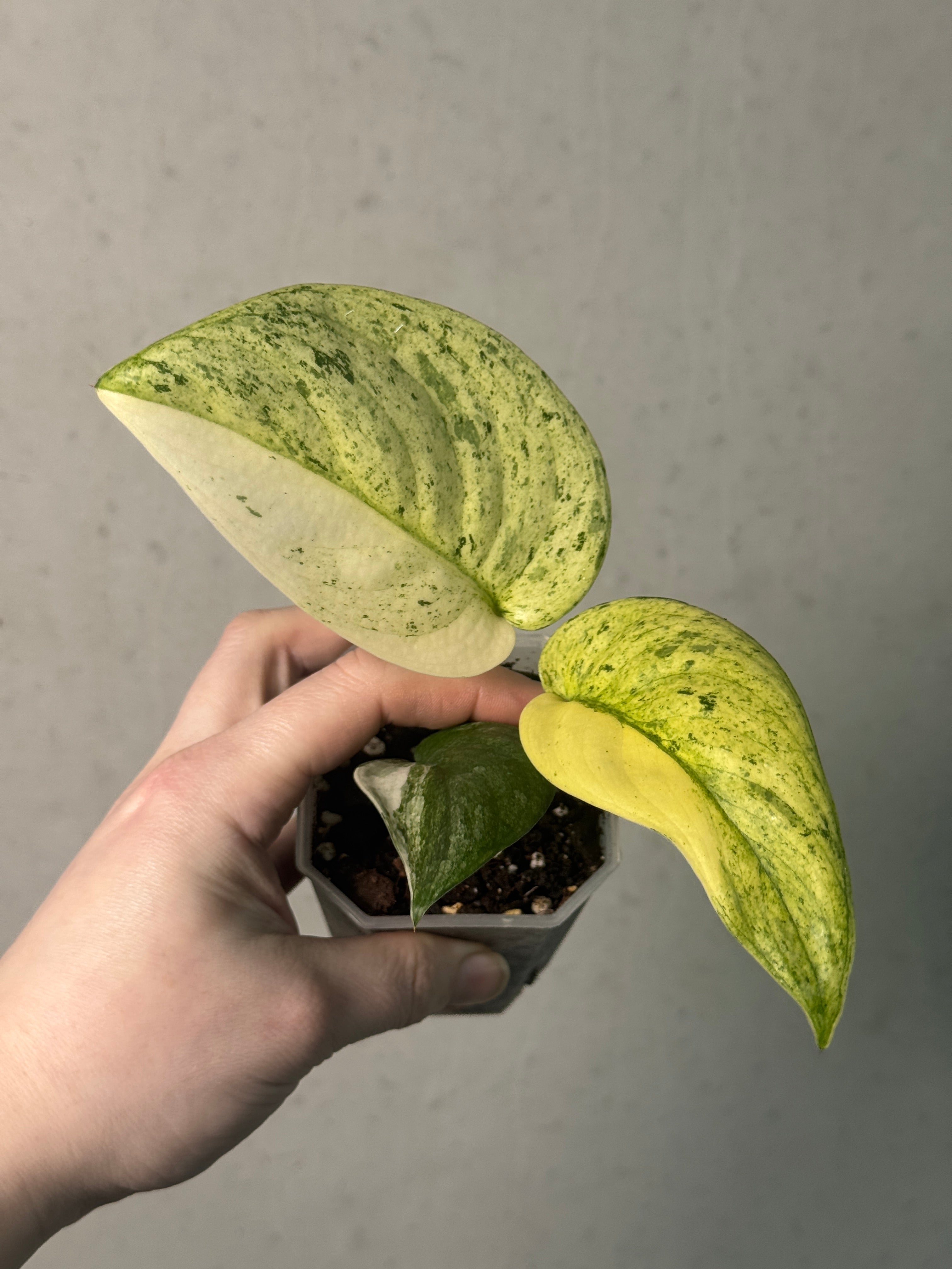 Scindapsus Jade Satin Marble Queen - SMUKHI