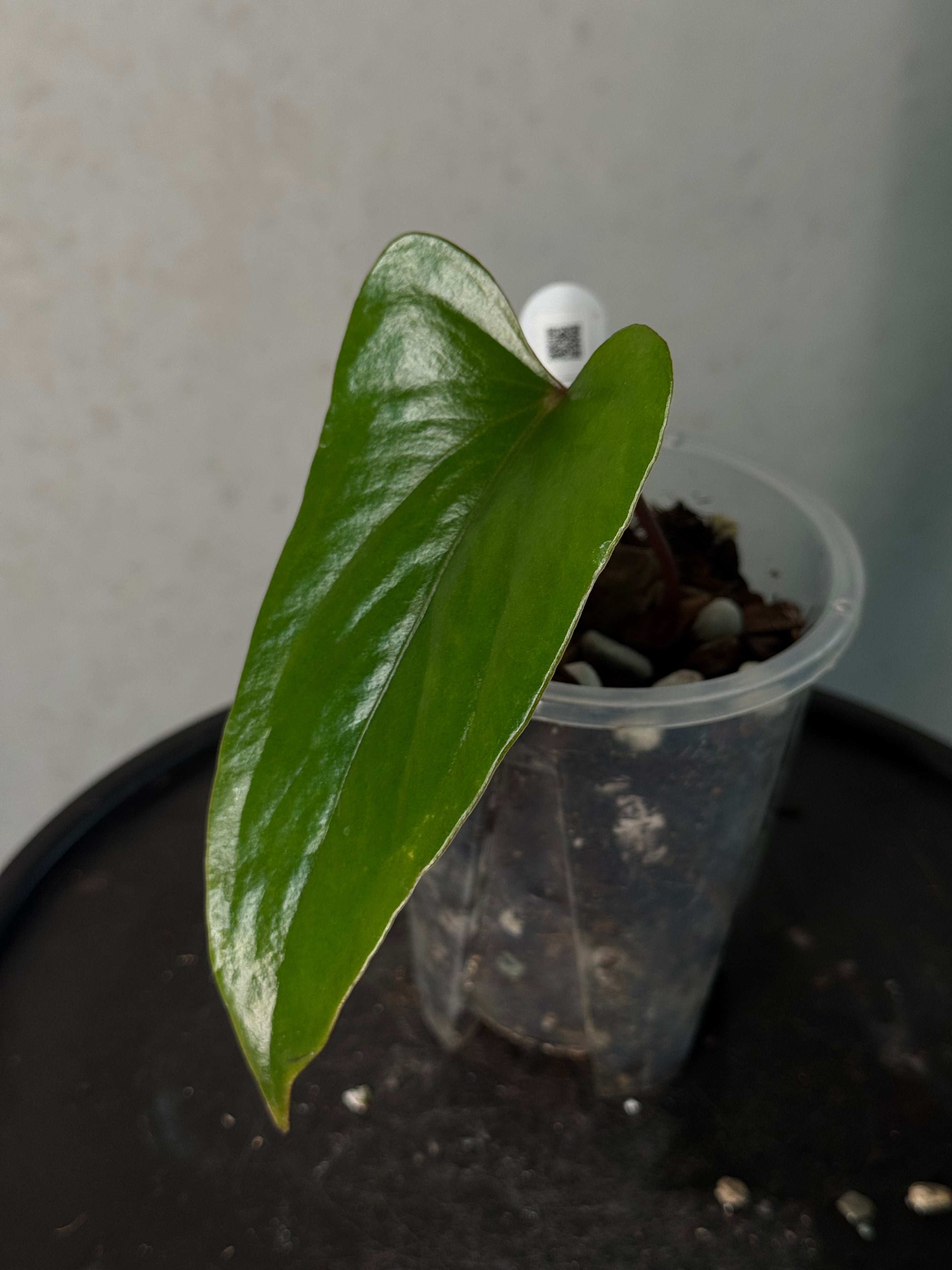Anthurium sp. Napo (Nigrolaminum 'Gigi')