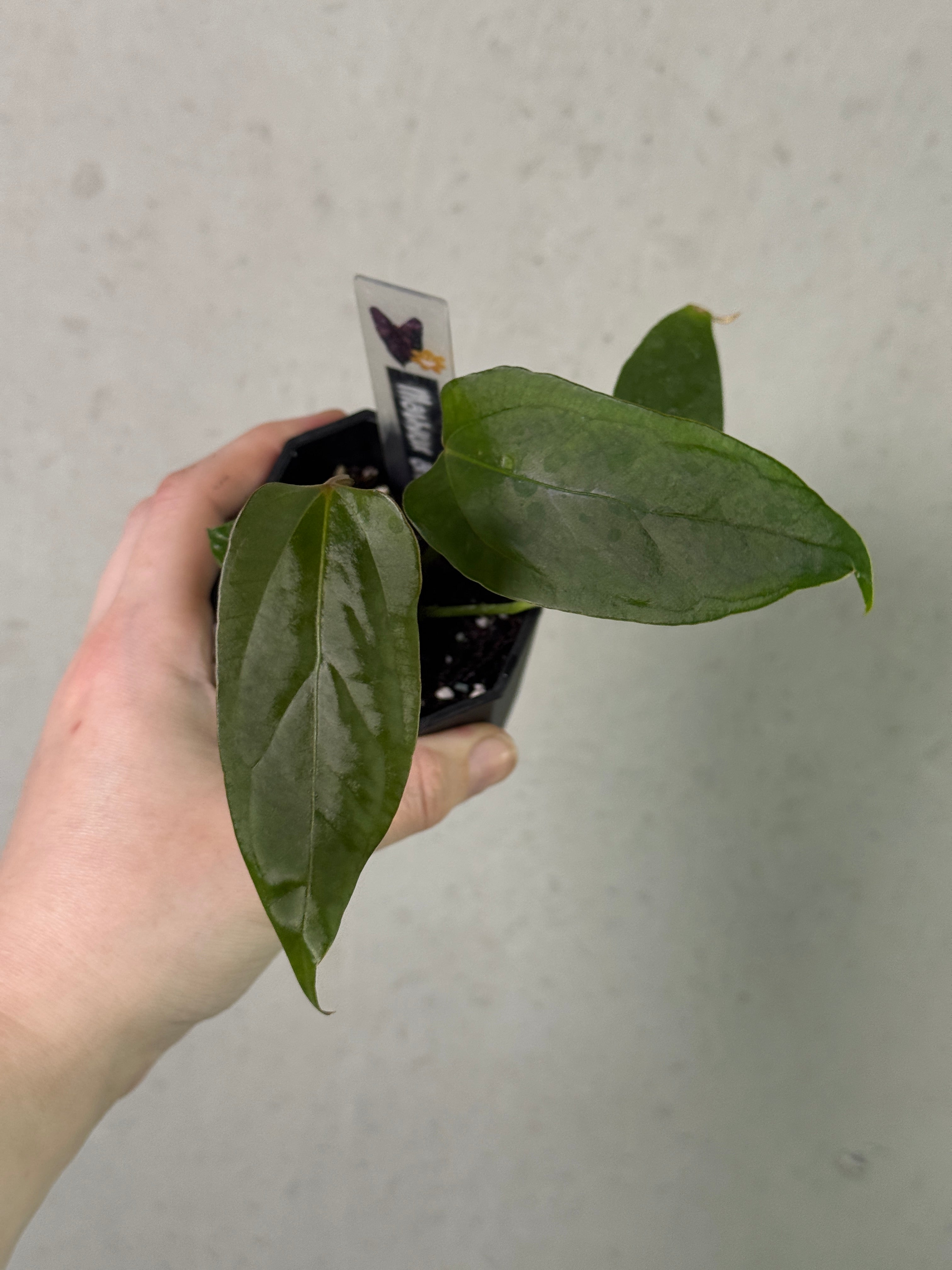 Anthurium Rioclaroense WH x RLxFS 'Rouge' plant with lush green leaves and striking red spathes, from Mathiux Aroid.