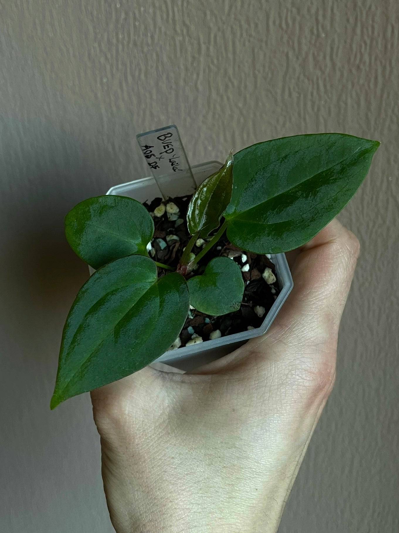 Anthurium - Various plants - SMUKHI