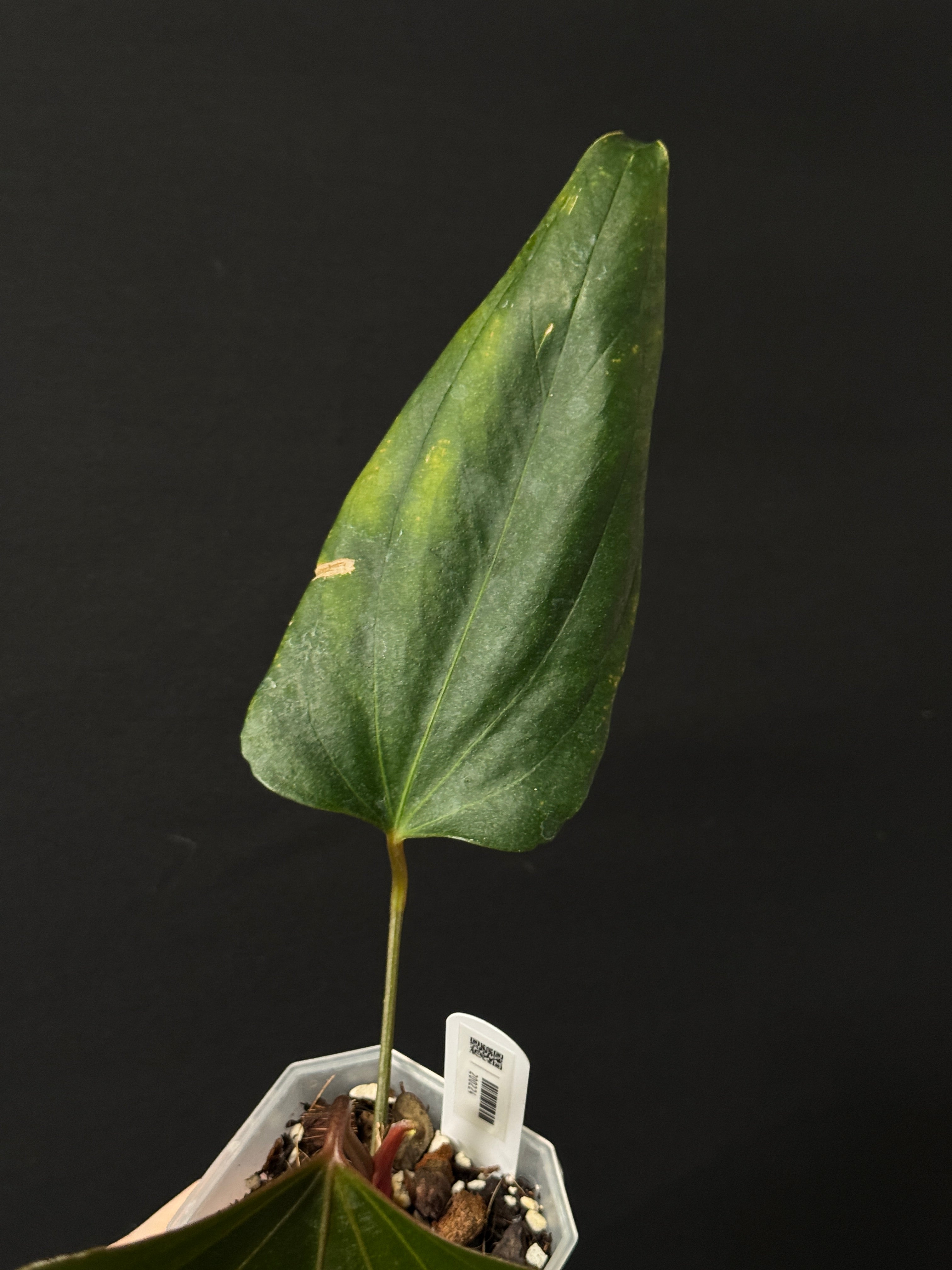 Anthurium ‘Black Sweet’ - Clone