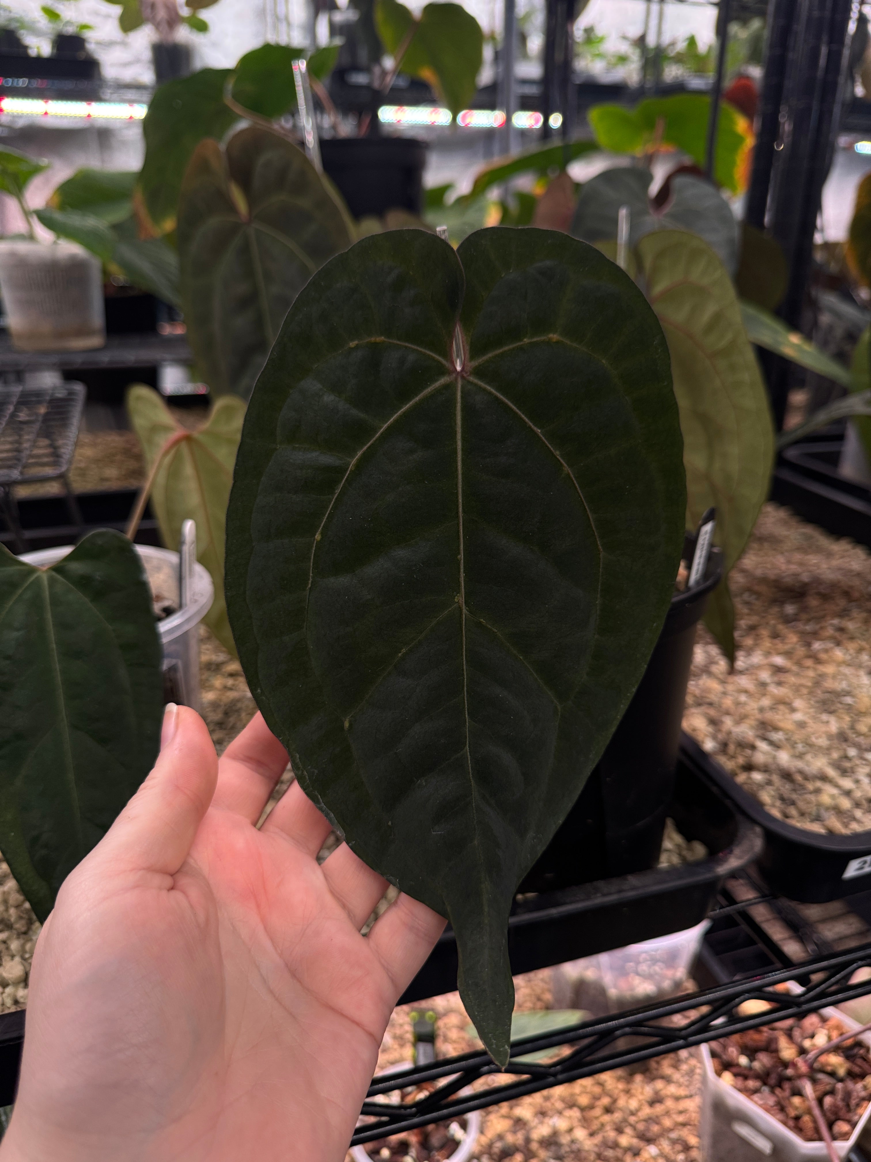 NFS: Anthurium Ace of Spades F1 (SKG) - Rare Finds for Refined