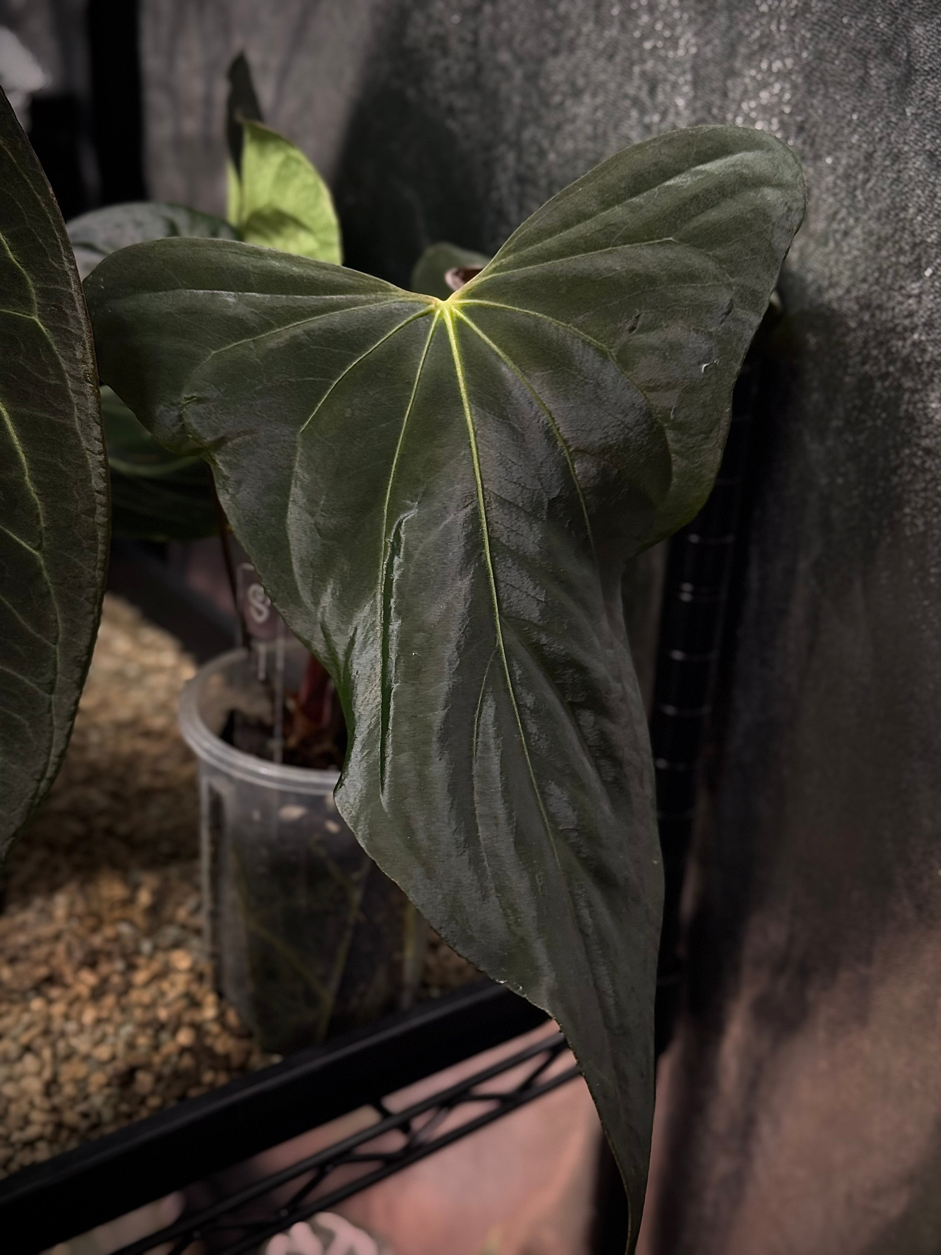 NFS: Anthurium sp. Nov DF - SMUKHI