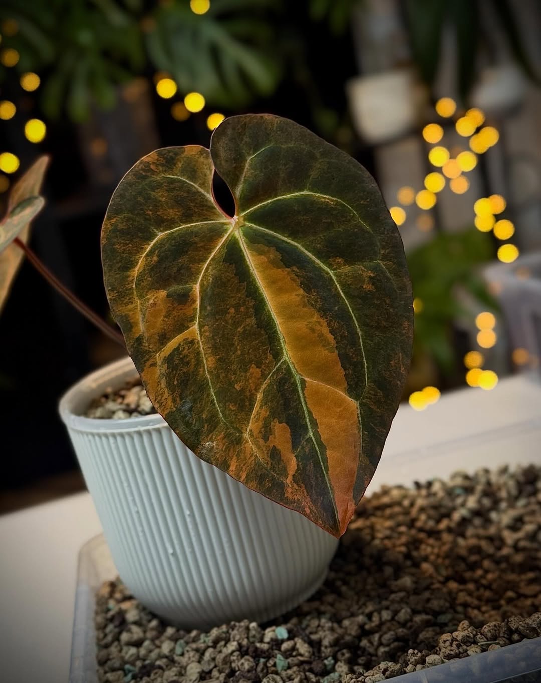 Anthurium 'Black Venom' Variegata plant by Diandra, showing dark green and variegated leaves with glossy foliage.
