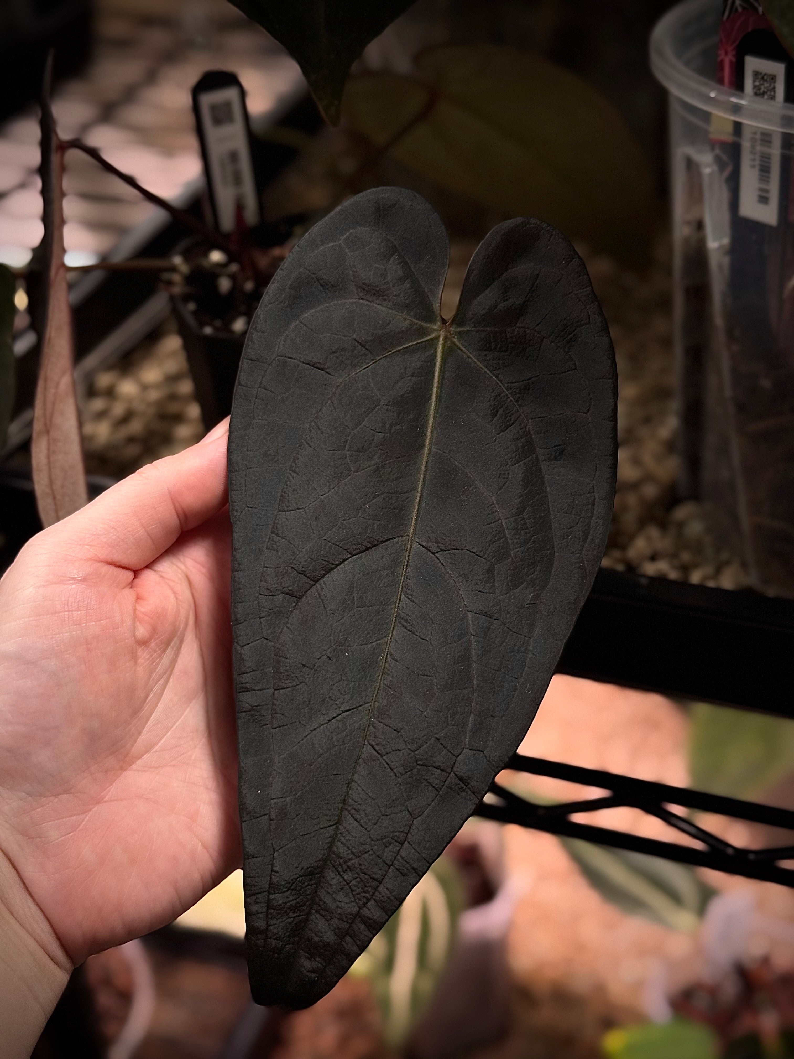 NFS: Anthurium DocBlock Dark & Handsome '9' x Red Velvet Cake '24' - SMUKHI