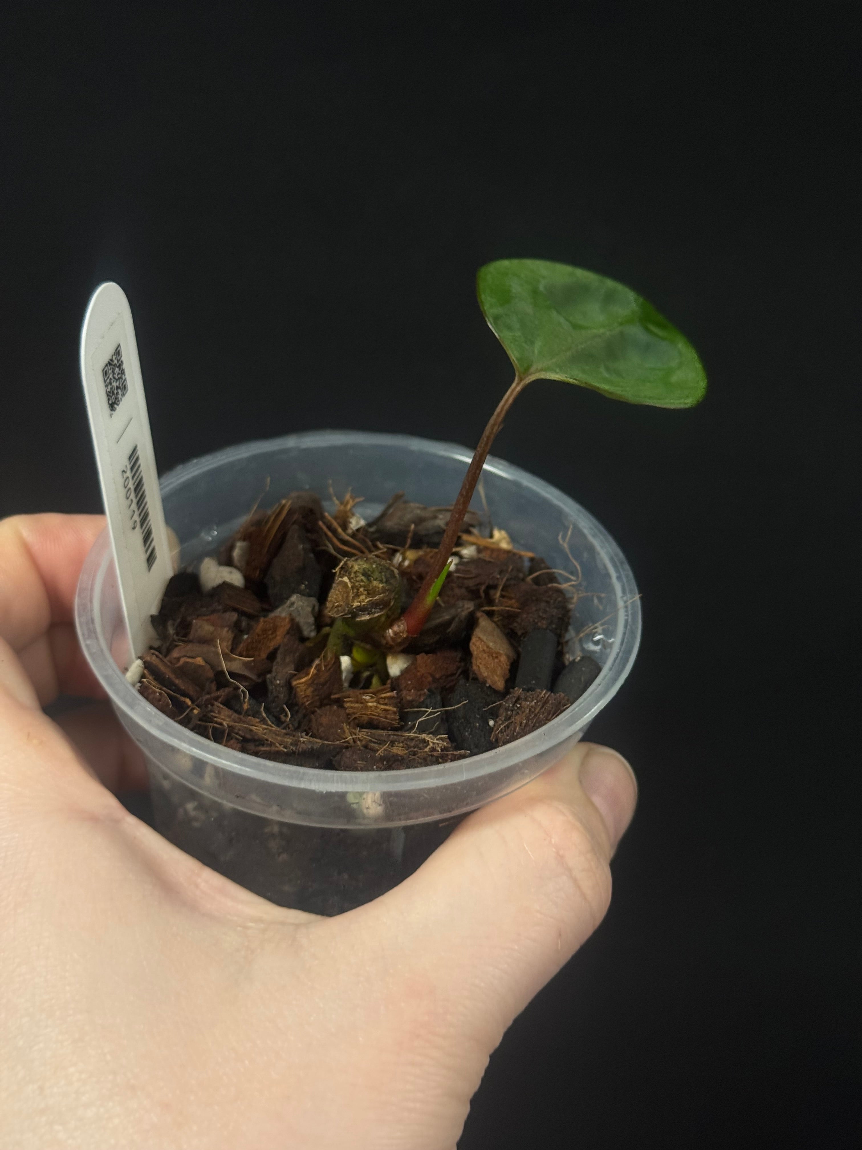 Anthurium Papillilaminum F1 'Lago Gatun'