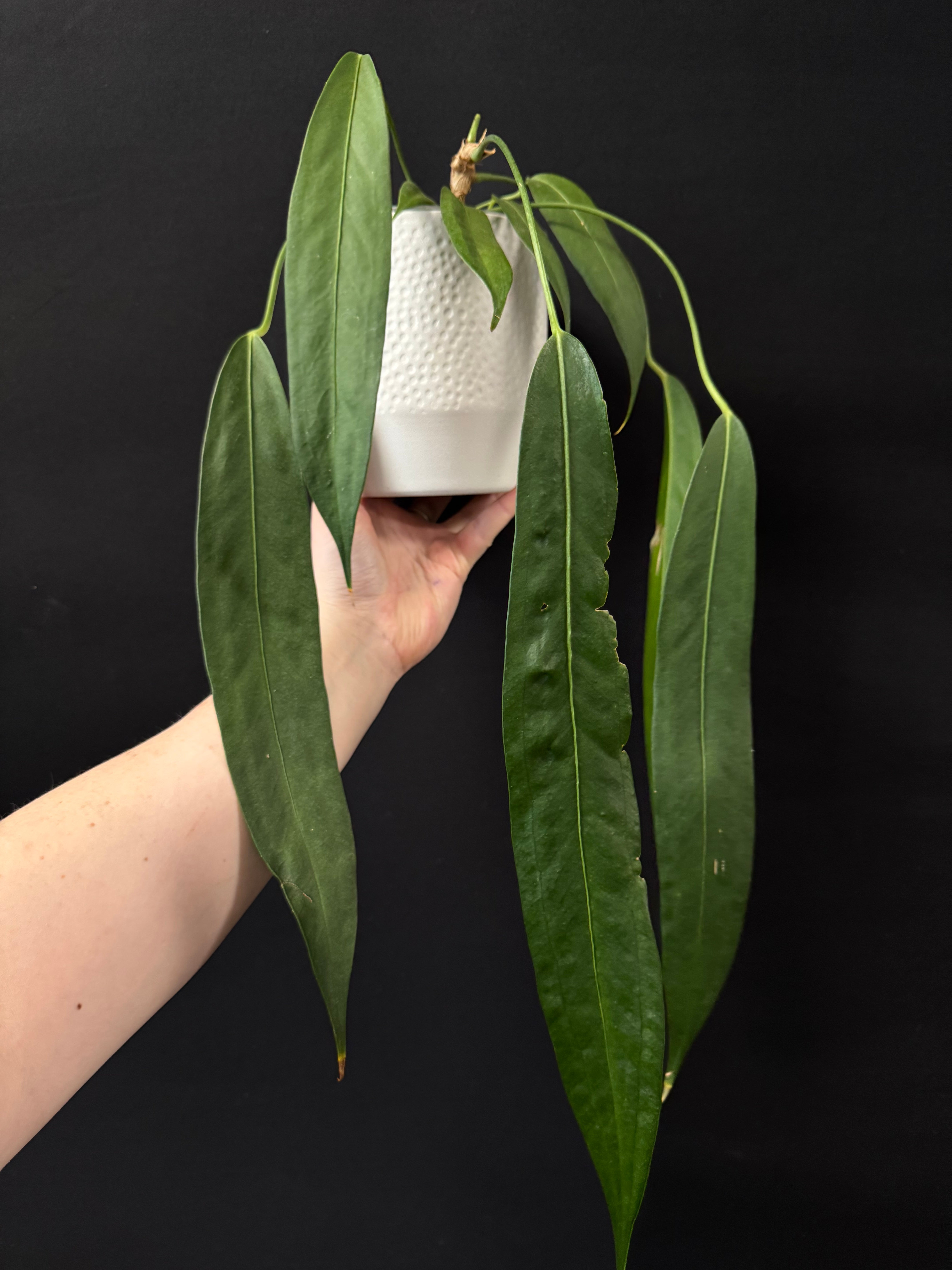 Anthurium Wendlingeri