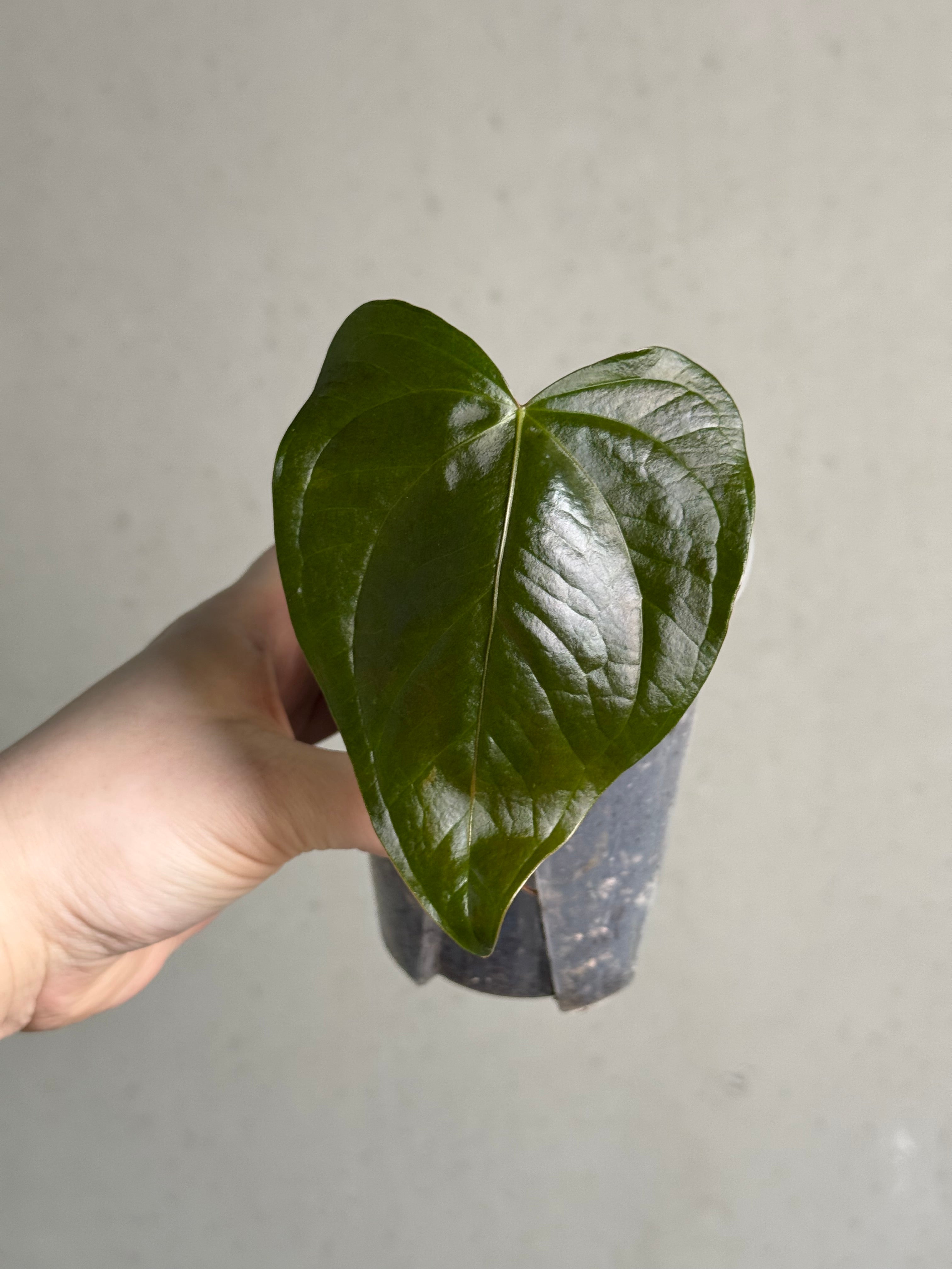 Anthurium Queen of Hearts - Clone