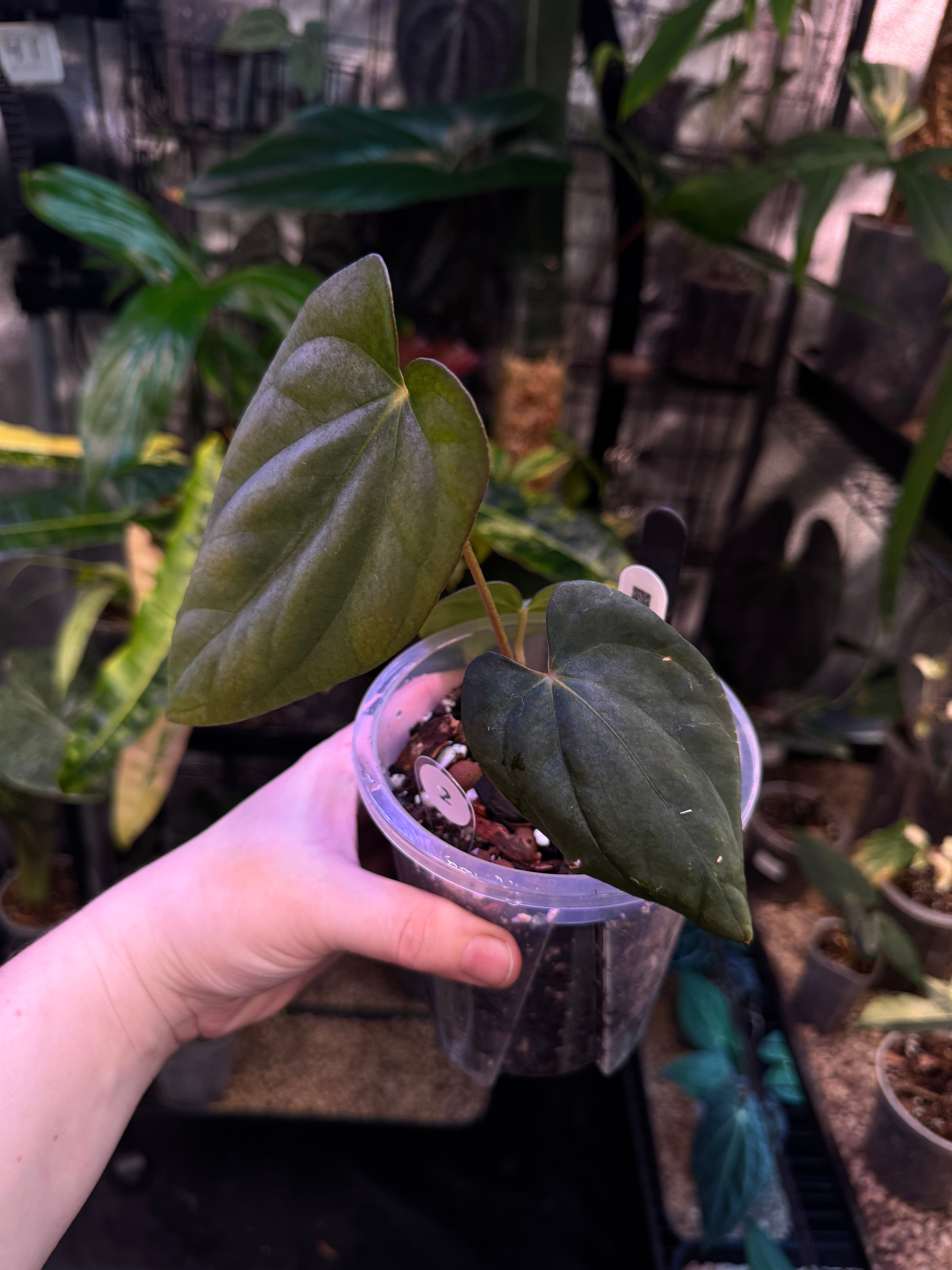 Anthurium Antolakii / BVEP (Round x Felix) x Felix