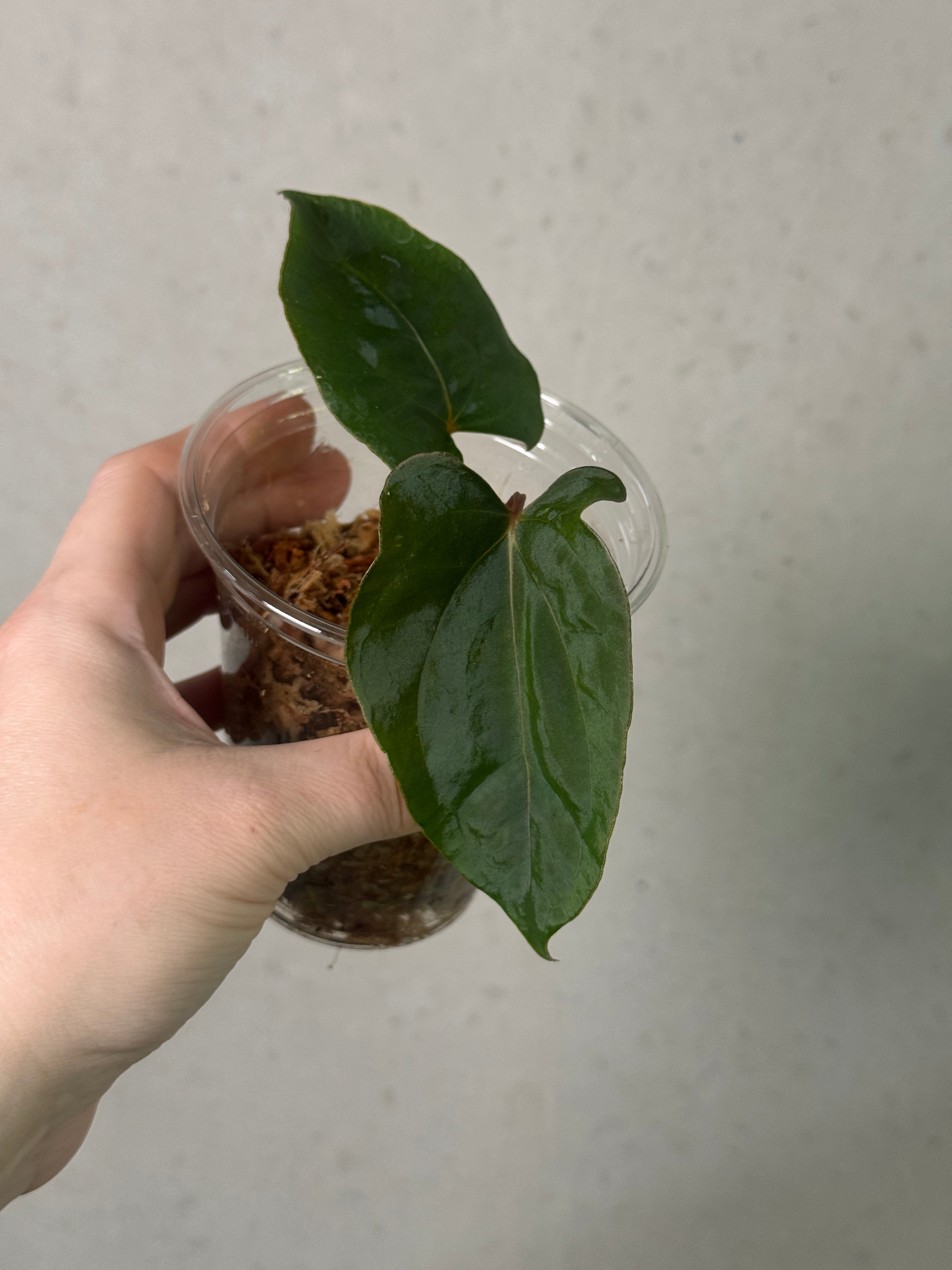 Anthurium Ralph Lynam S1 plant clone by SMUKHI, featuring glossy green leaves and vibrant red spathes on a healthy indoor plant