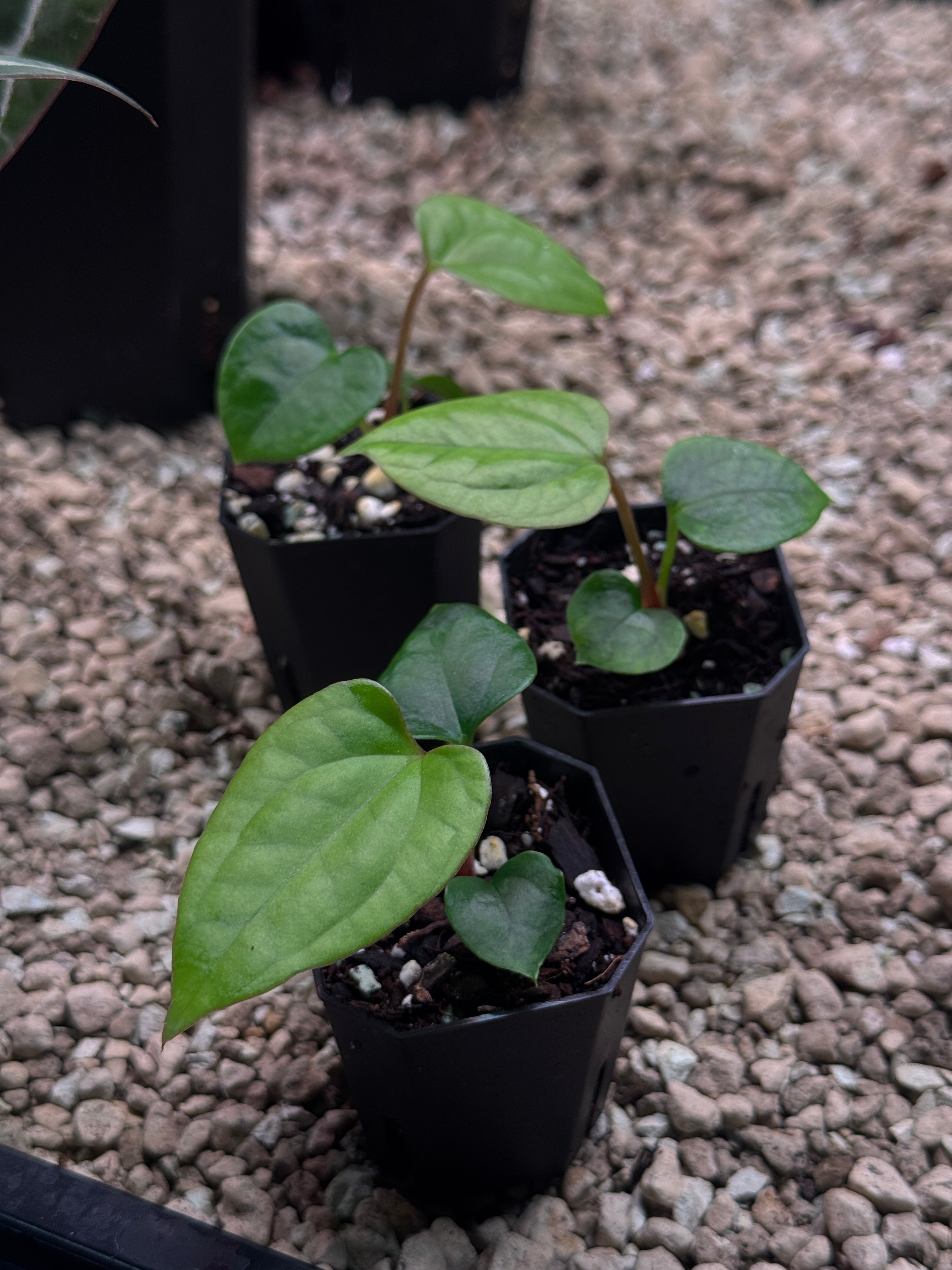 Anthurium (Dark Phoenix x Goliath) x (sp. Napo x Luxurians) | SMUKHI