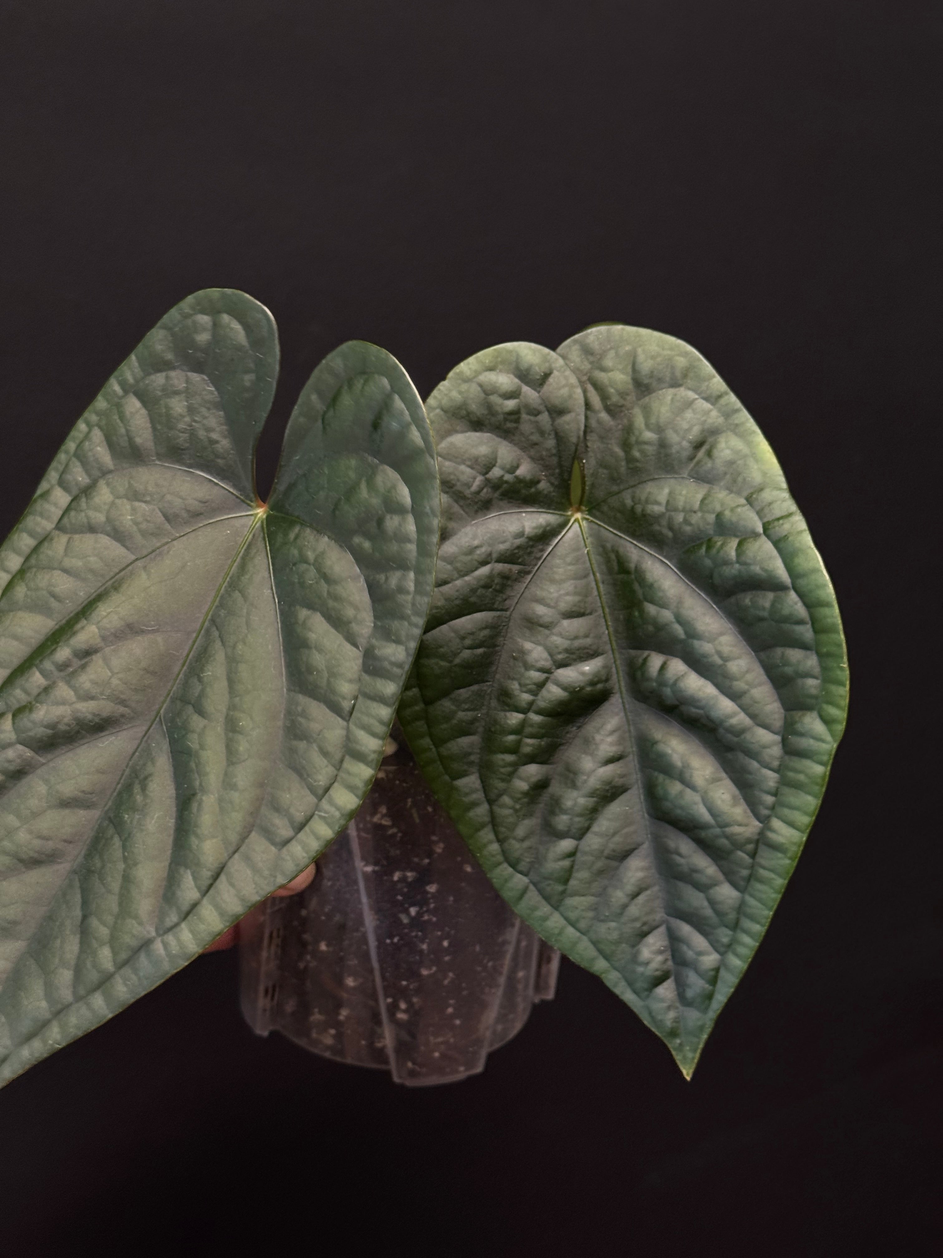 Anthurium Luxurians x Dressleri