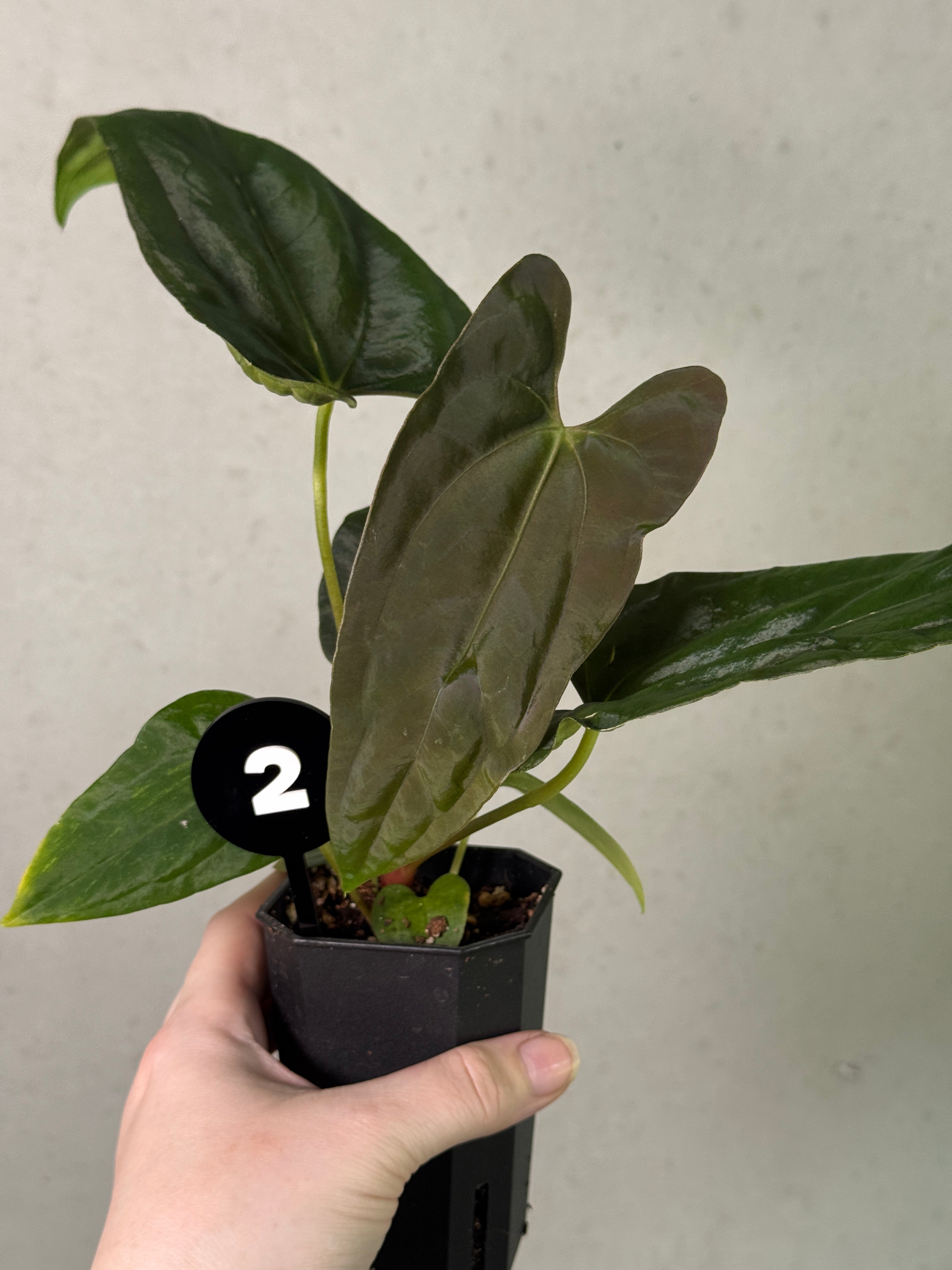 Anthurium Fort Sherman S1 x (Ralph Lynam x Fort Sherman)