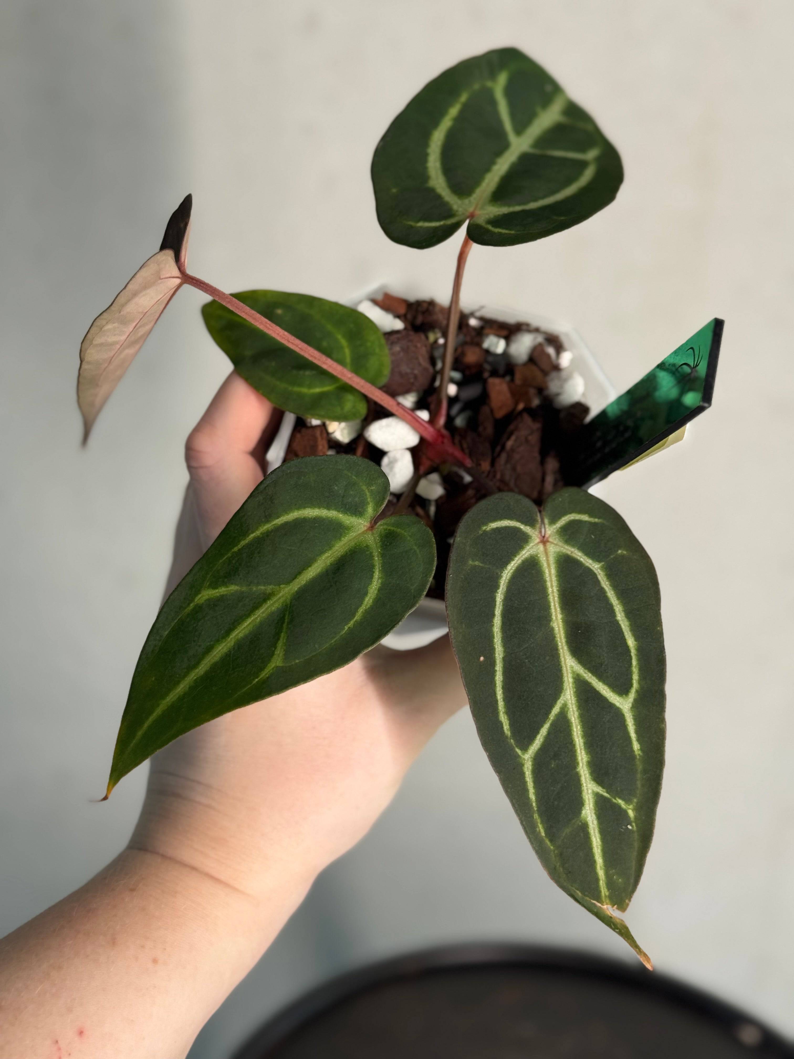 Anthurium Carlablackiae ‘Round’ x GPH-001 - SMUKHI
