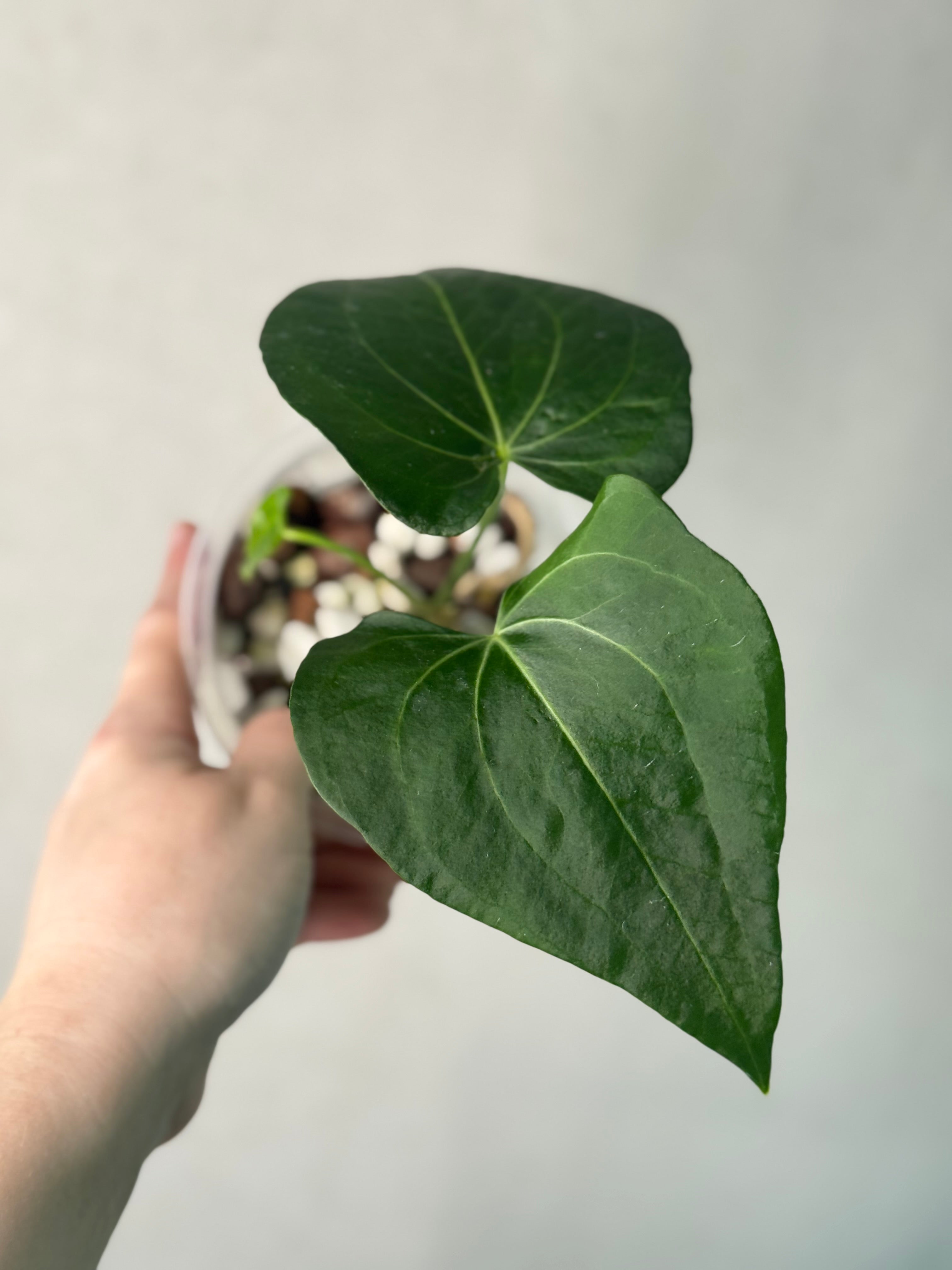 Anthurium Clarinervium Mutated - Clone
