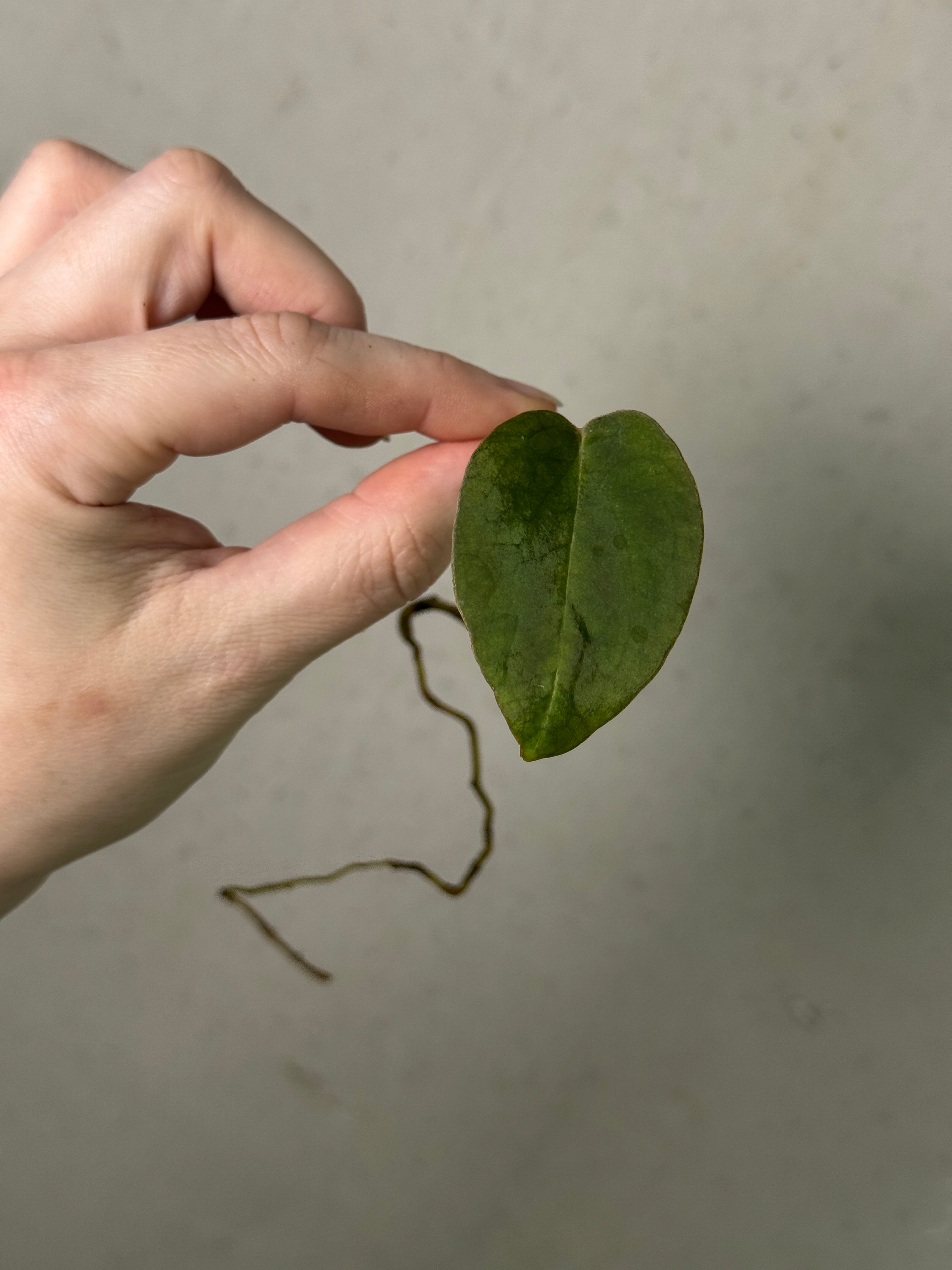 Anthurium Black Widow '13' x '43' - Clone
