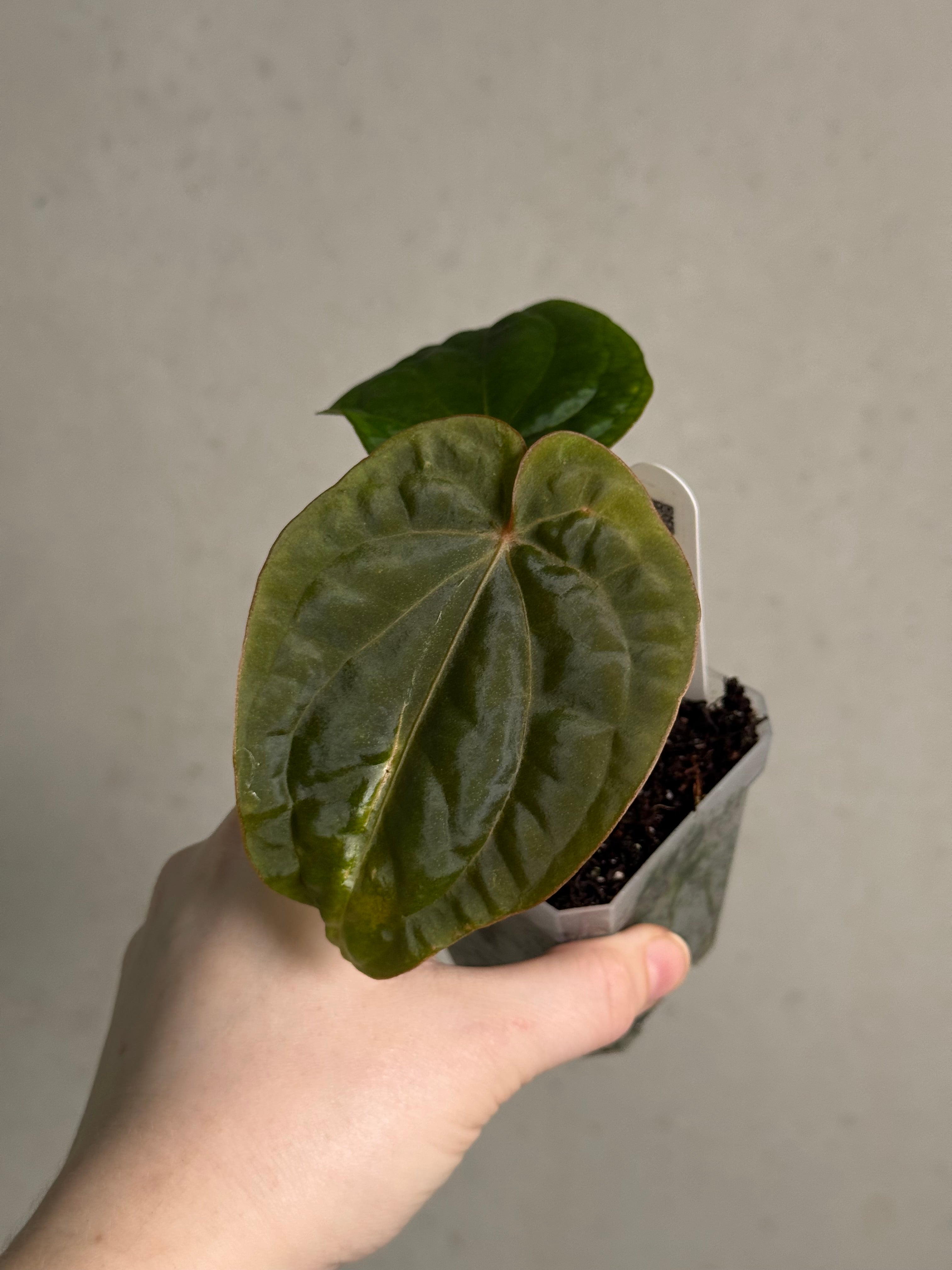 その他観葉植物 Anthurium dressleri Anthurium Dressleri Hybrid