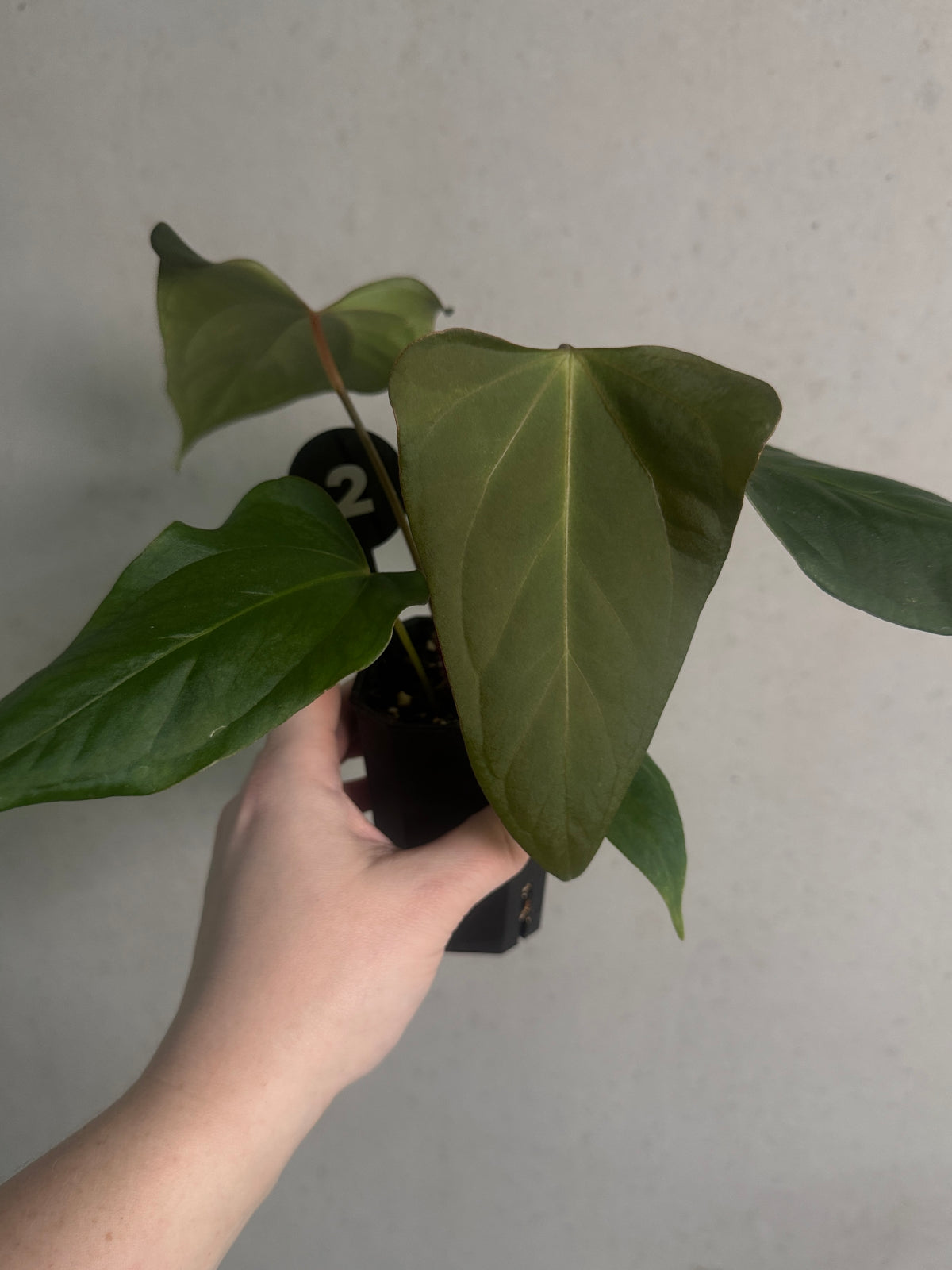Anthurium plant with lush green leaves and vibrant red flowers, a hybrid of Cobra, Fort Sherman, and Indo Portillae, by SMUKHI.