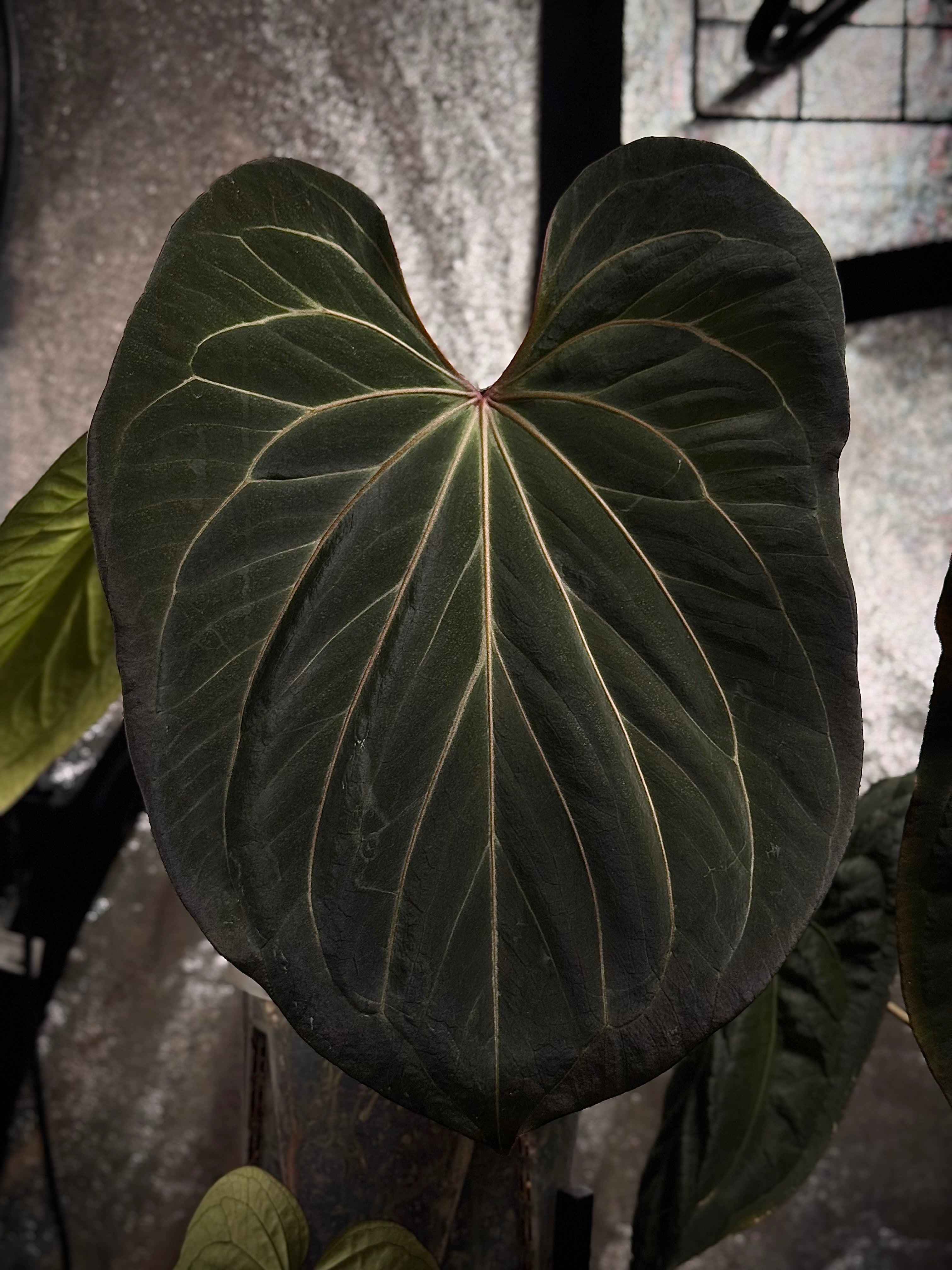 NFS: Anthurium HU