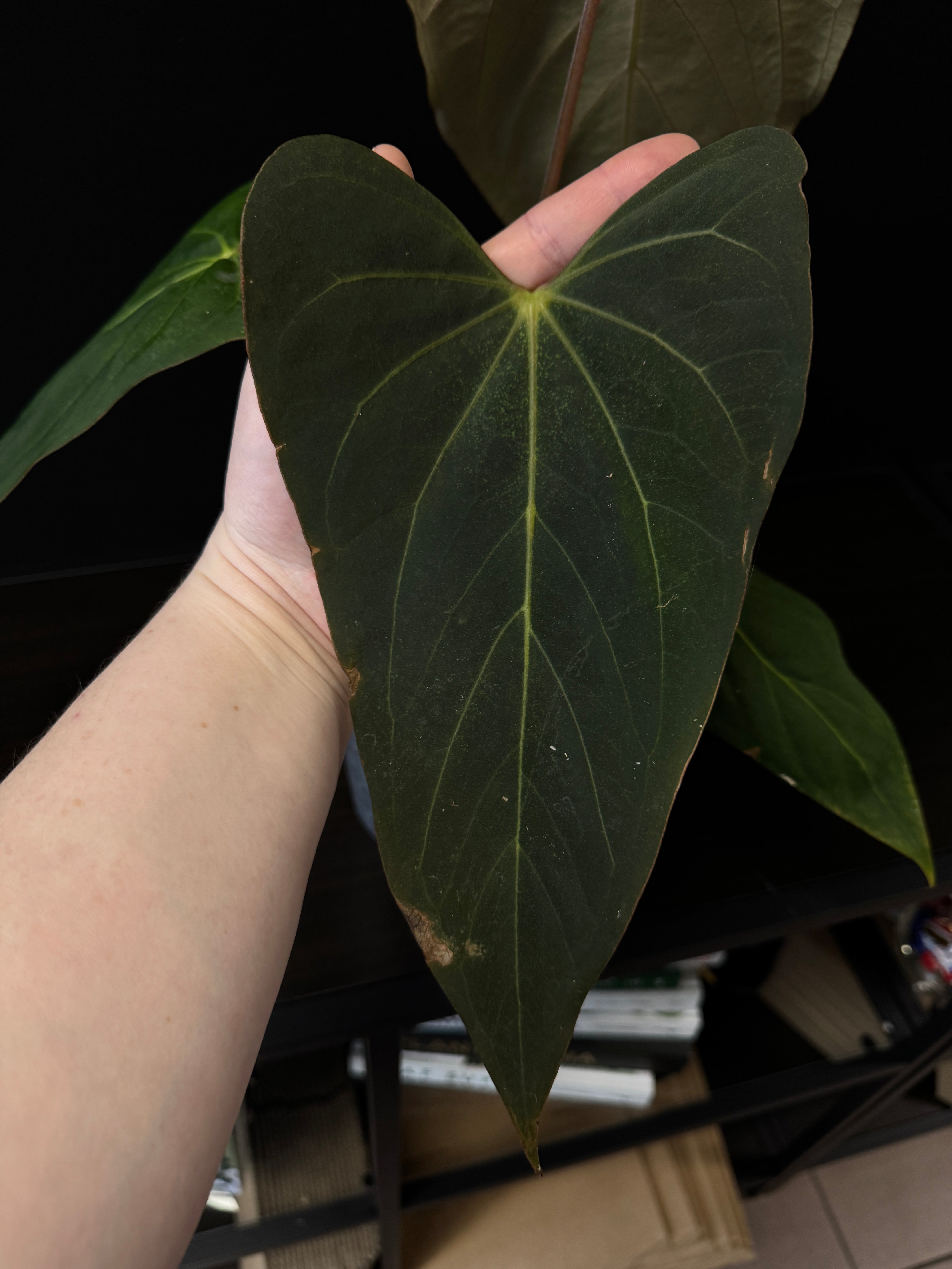 Anthurium 'Cobra' x Fort Sherman