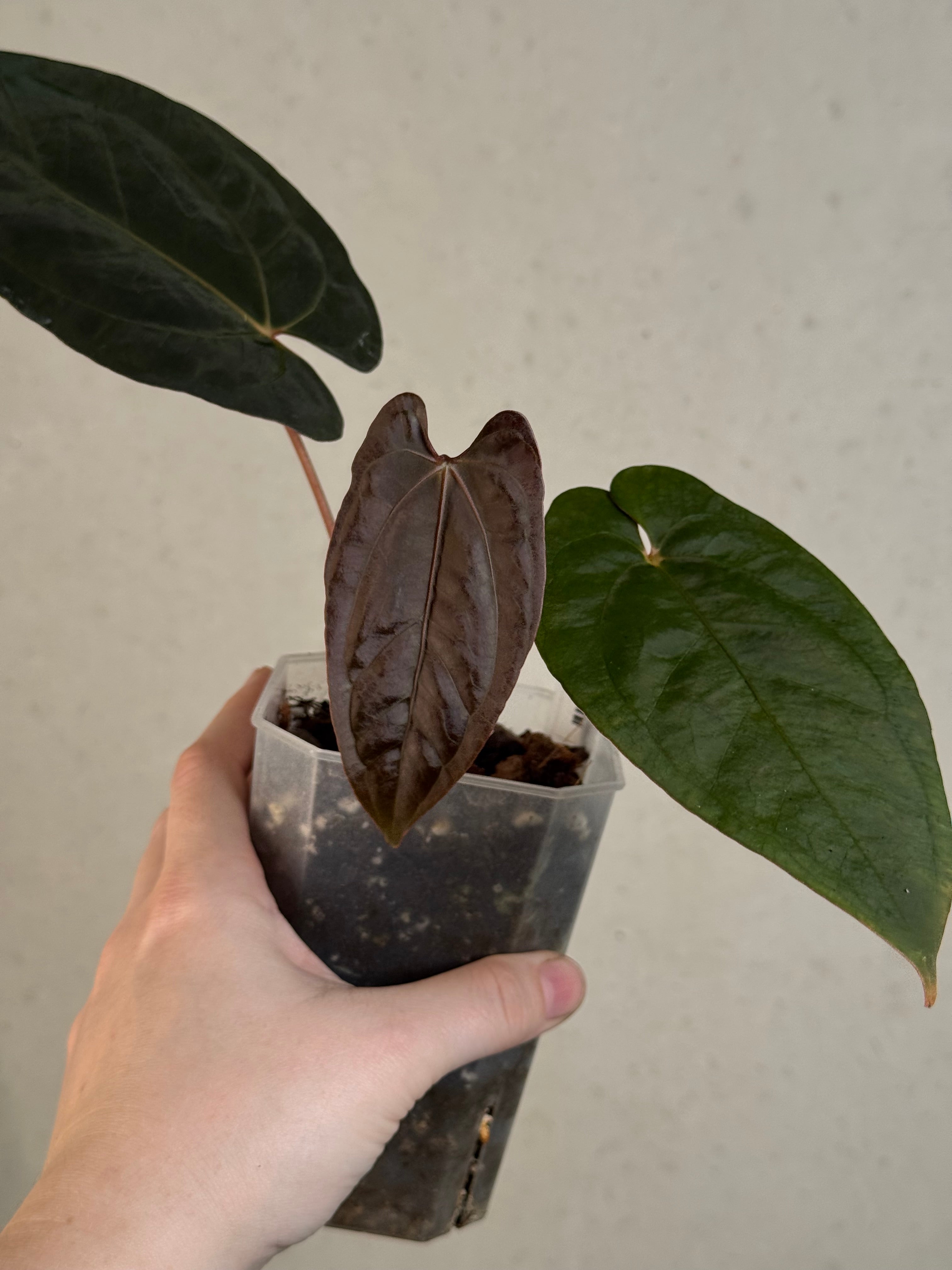 Anthurium Fort Sherman x Papillilaminum XOne