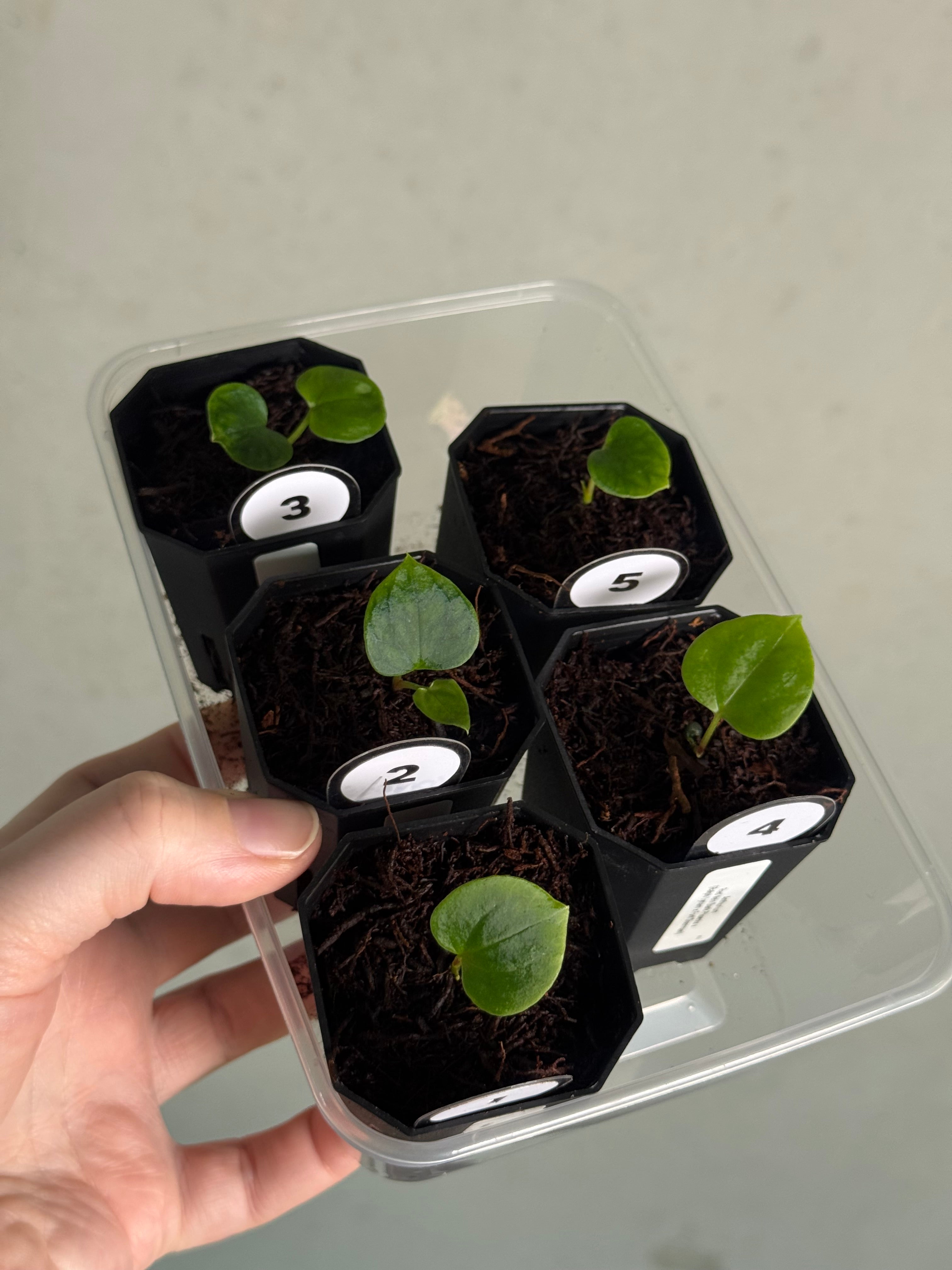 Anthurium Red Vein Dark Phoenix x (Ralph Lynam x Fort Sherman) - SMUKHI