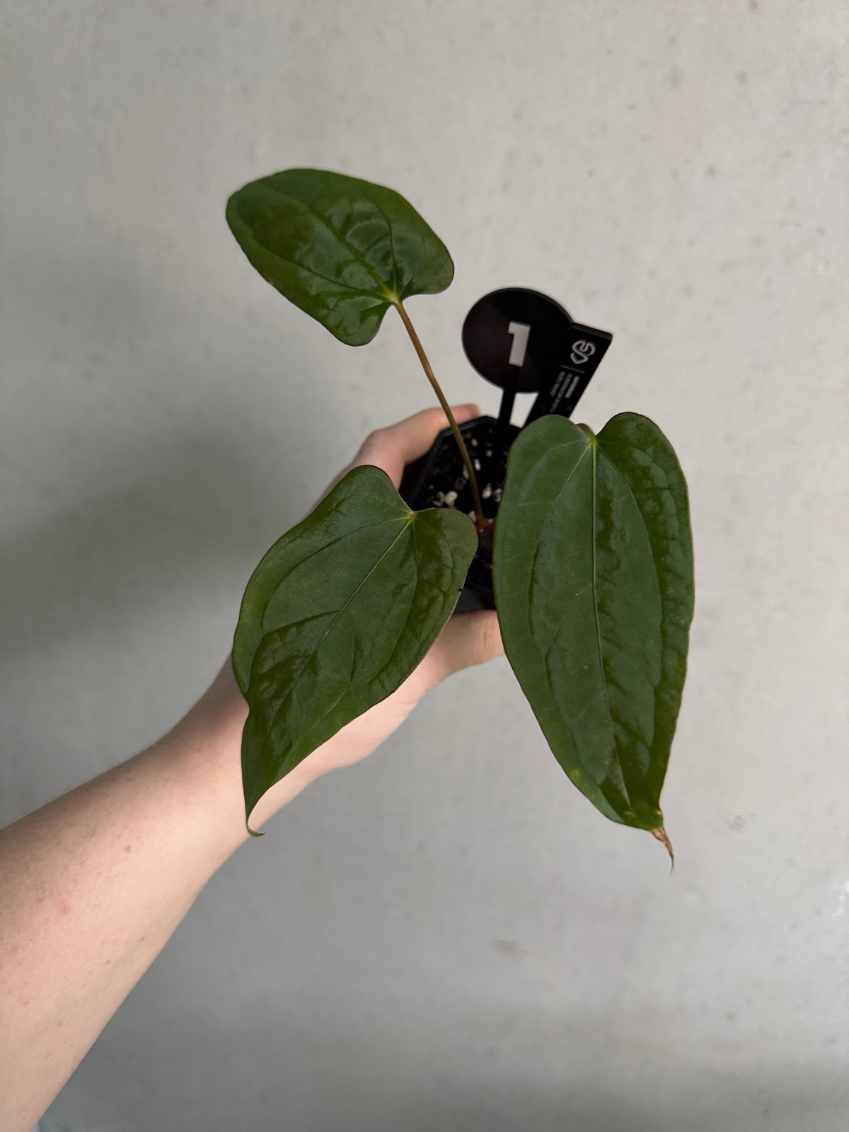 Anthurium Subsignatum Velvet x RLxFS ’Rouge’ plant with lush green and deep red velvety leaves, grown by Mathiux Aroid.