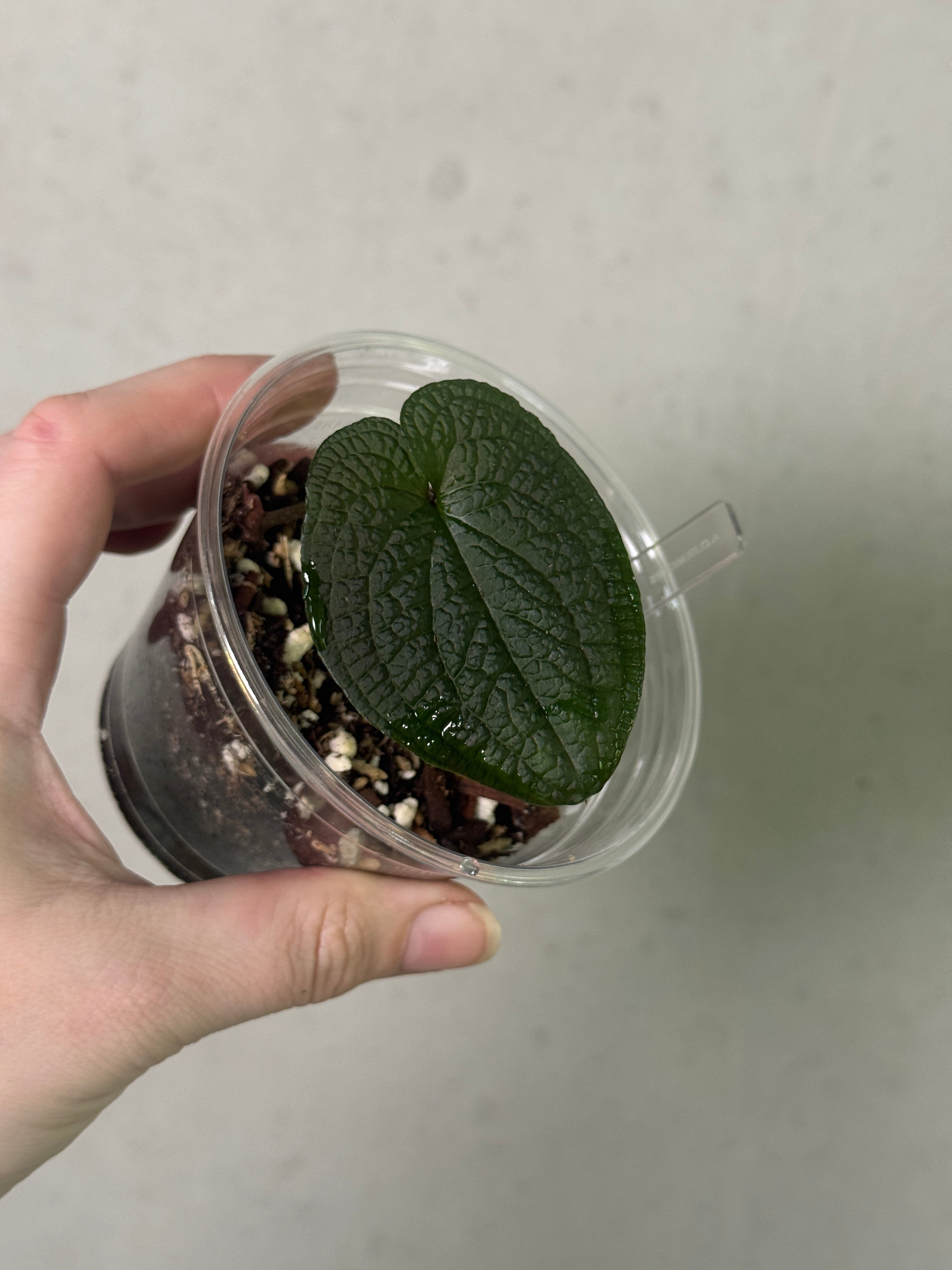 Anthurium Clidemioides - Clone