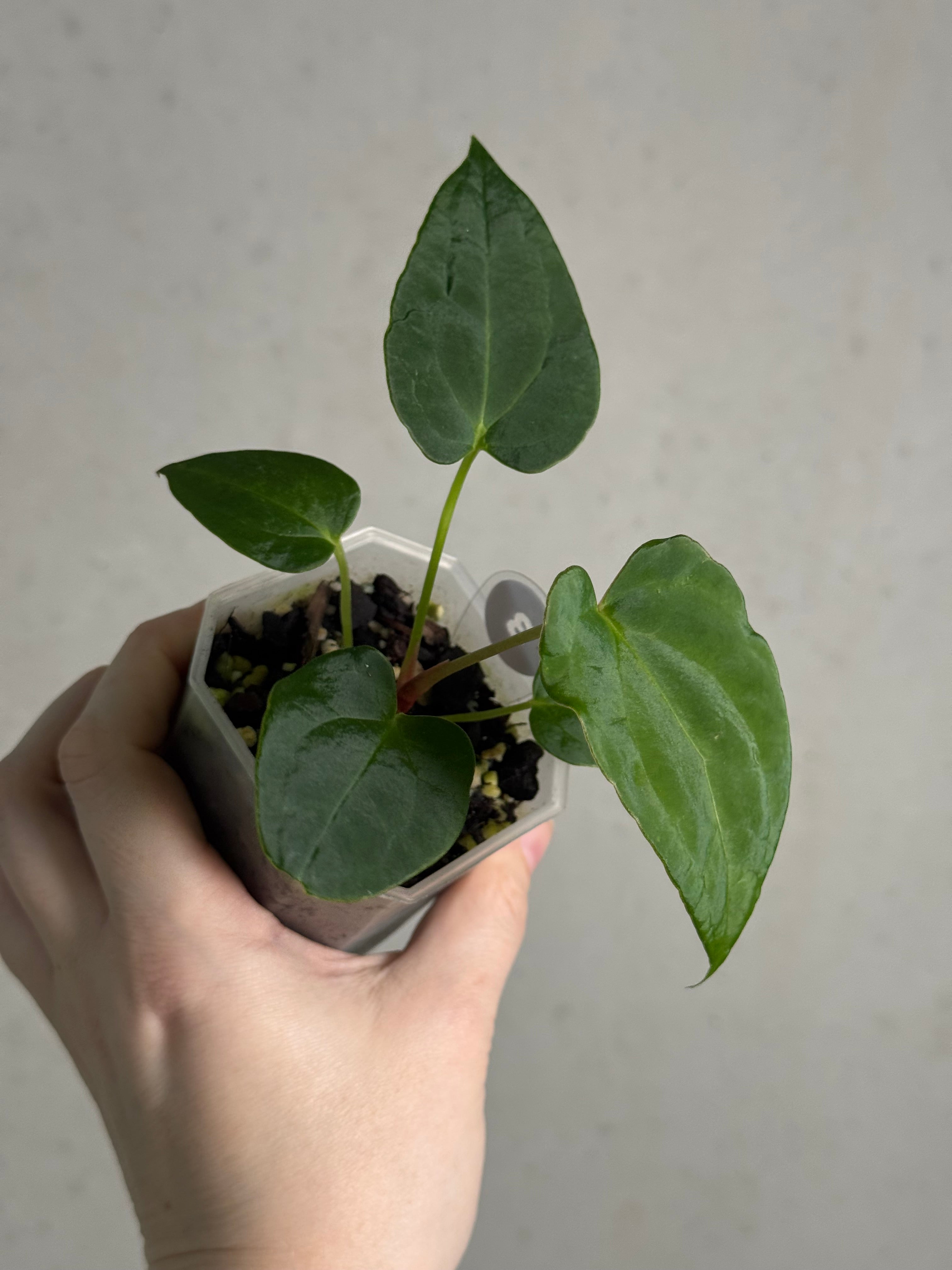 Anthurium (Dark Phoenix x Blue Papillilaminum) x Fort Sherman S1 - SMUKHI