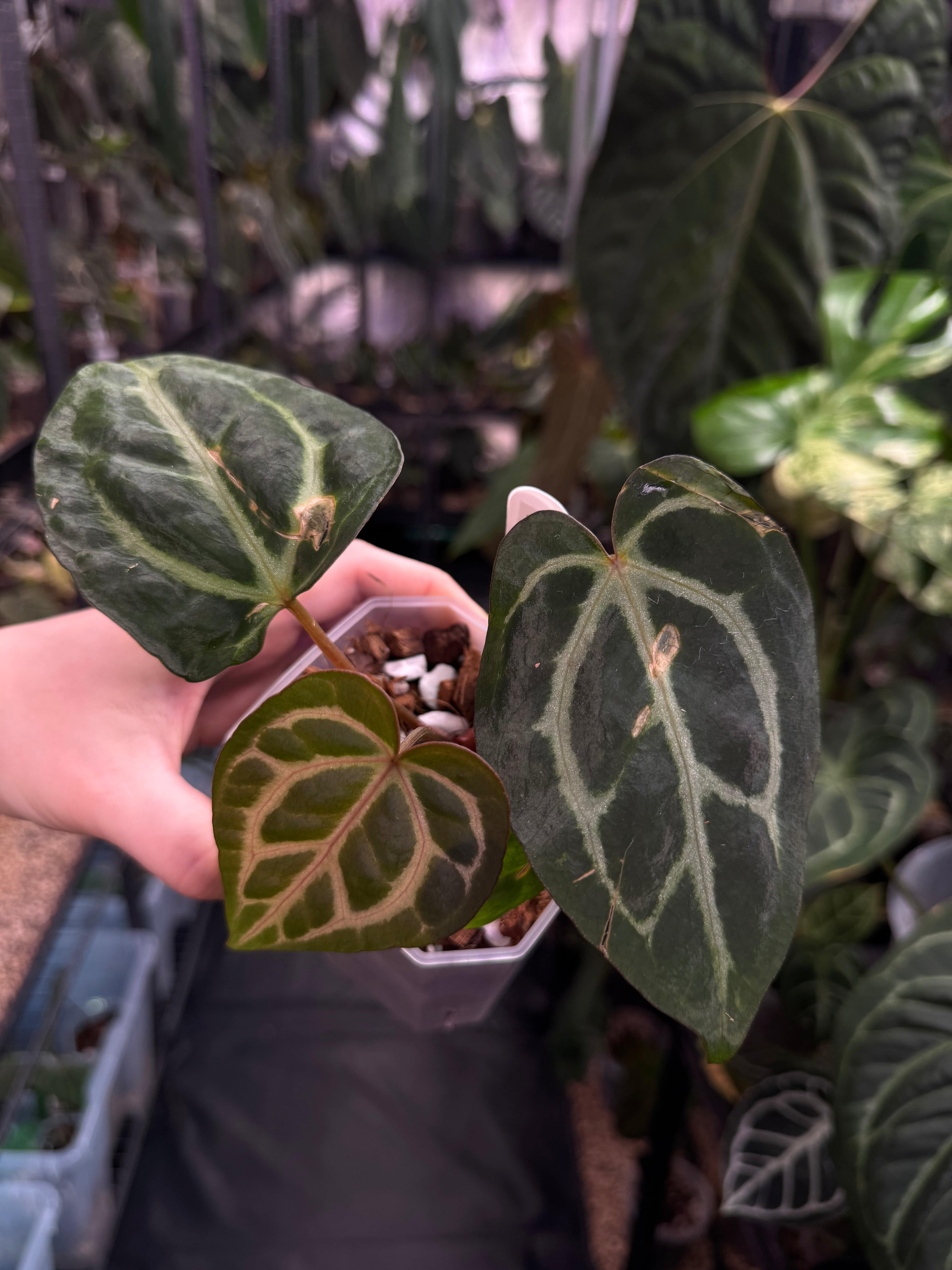 Anthurium Carlablackiae OG4 x RA8 - SMUKHI