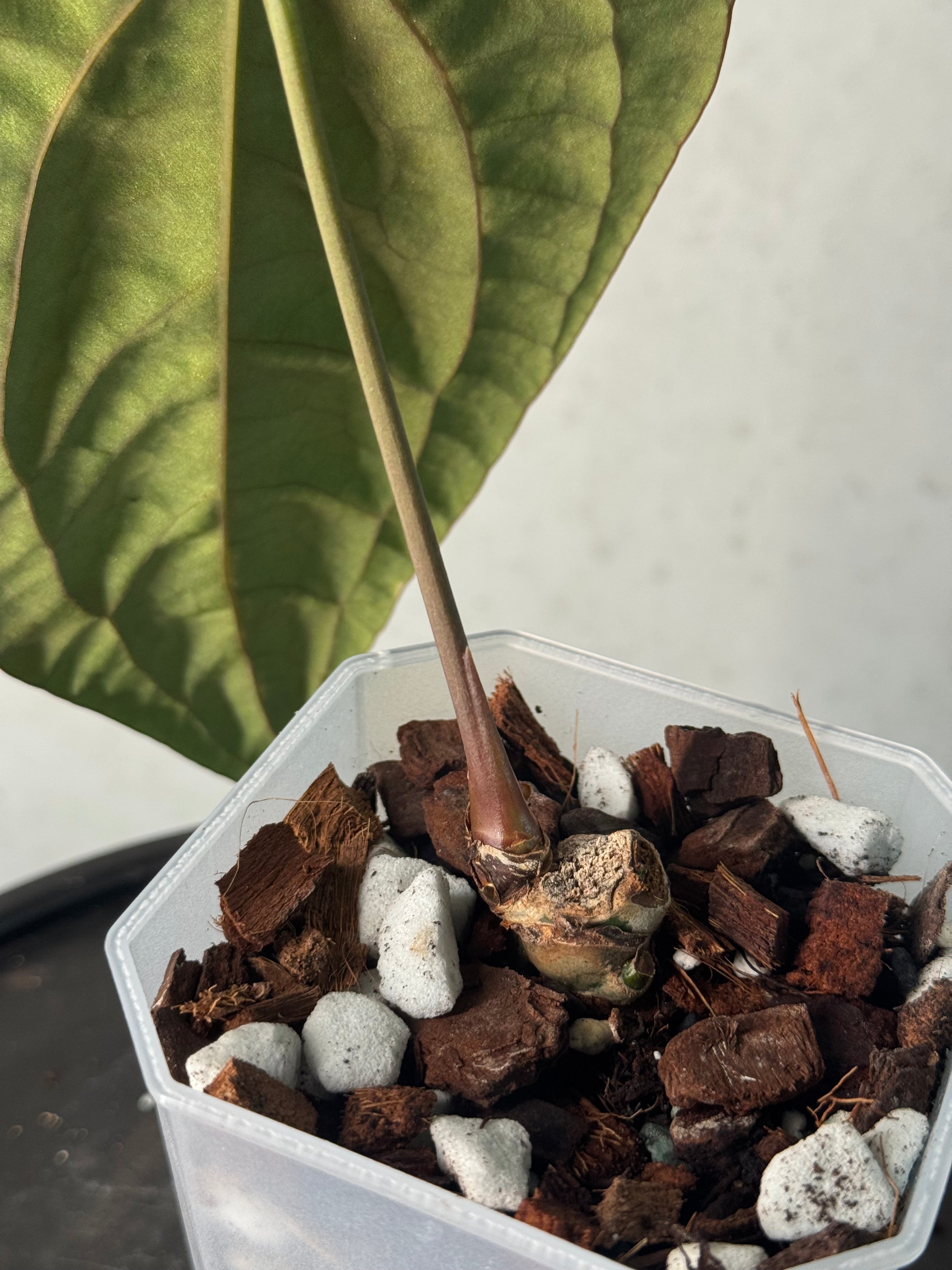 Anthurium Dark Phoenix - Clone