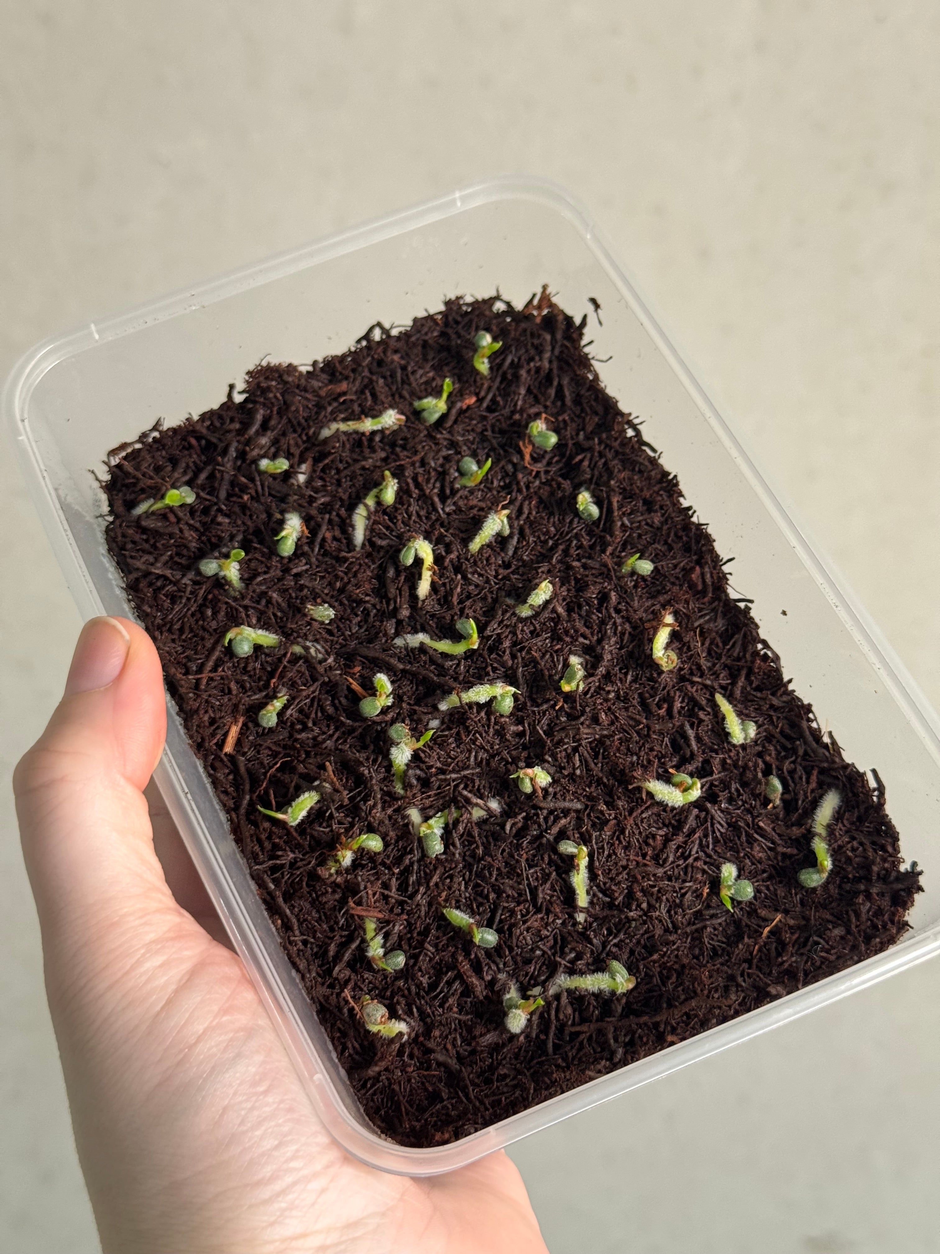 Anthurium DocBlock Michelle x (?) - Mystery Seeds - SMUKHI