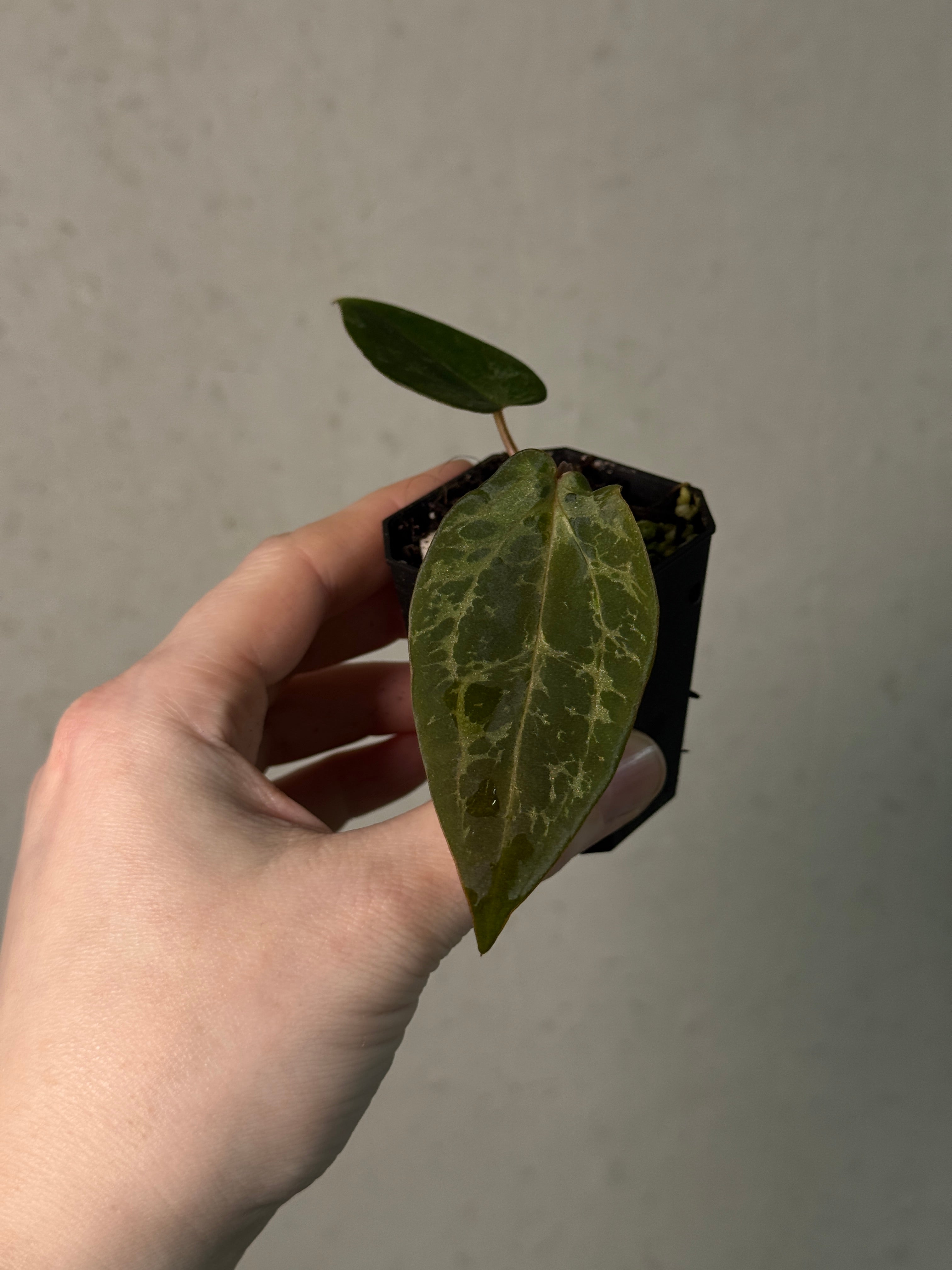 Anthurium (Black Widow x Red Velvet Cake) x (Dressleri RG x Carlablackiae 'Amanda')